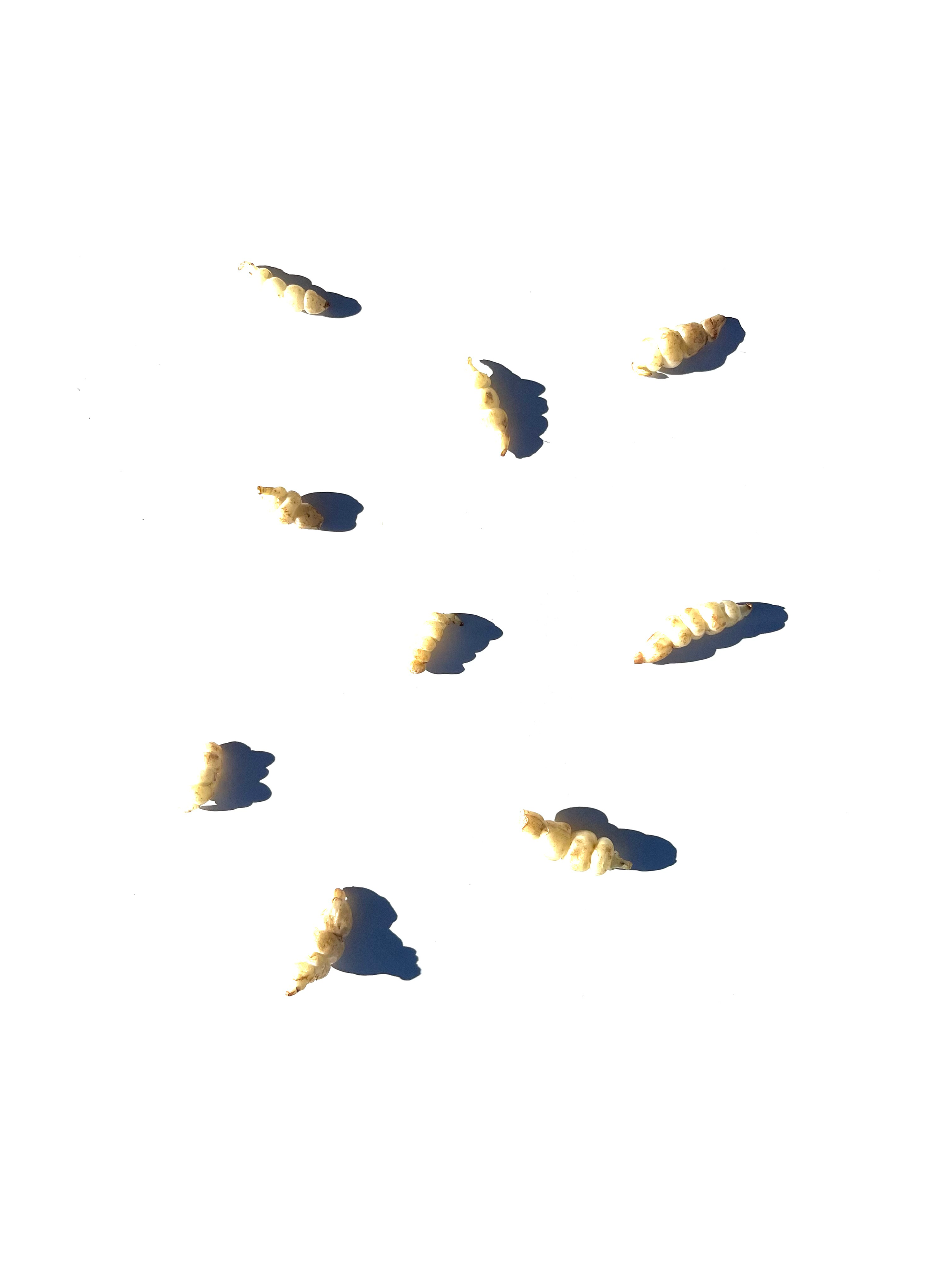 Crosnes series