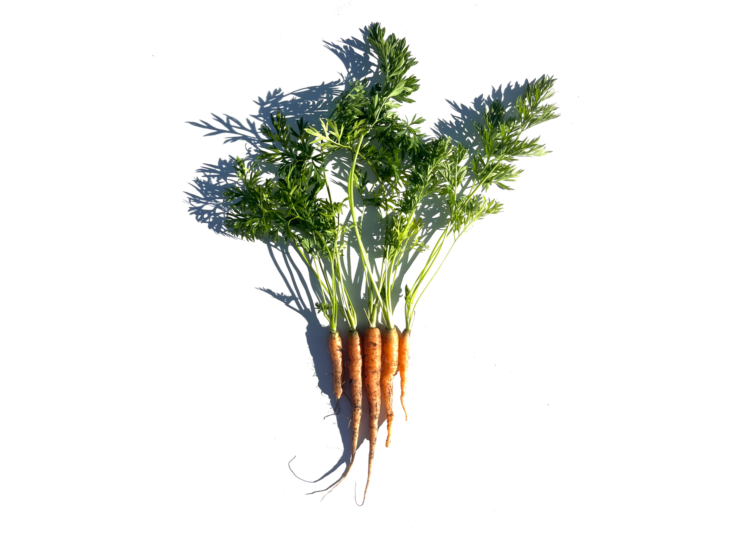 Carrot series