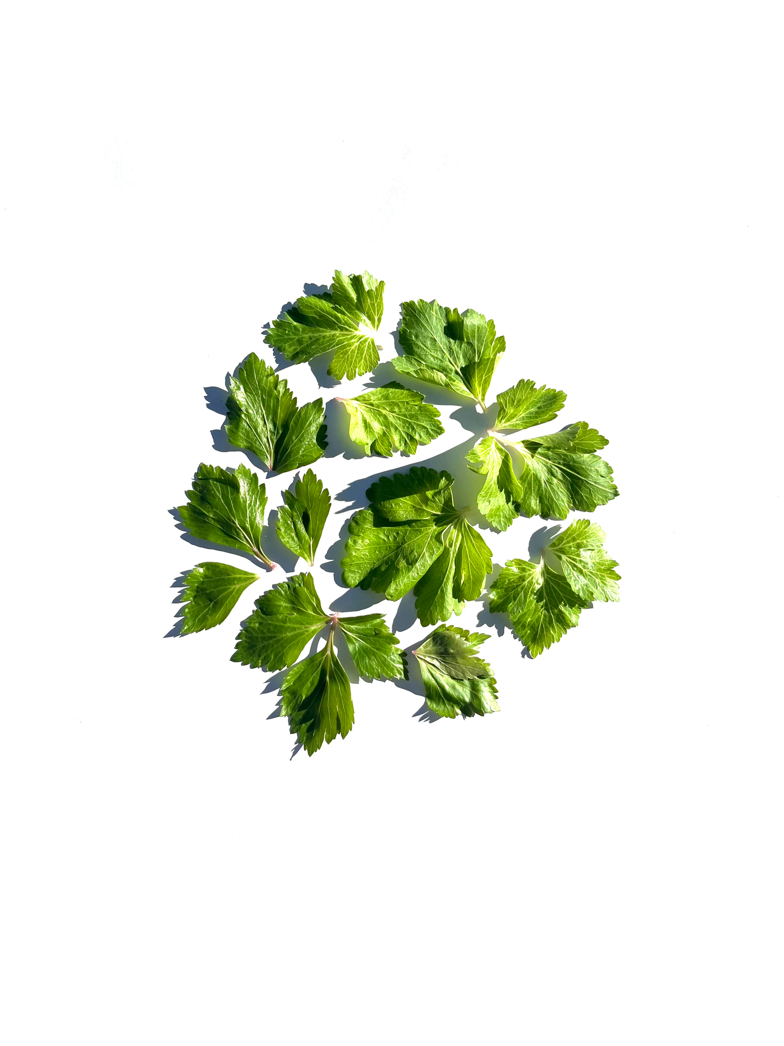 Celery series