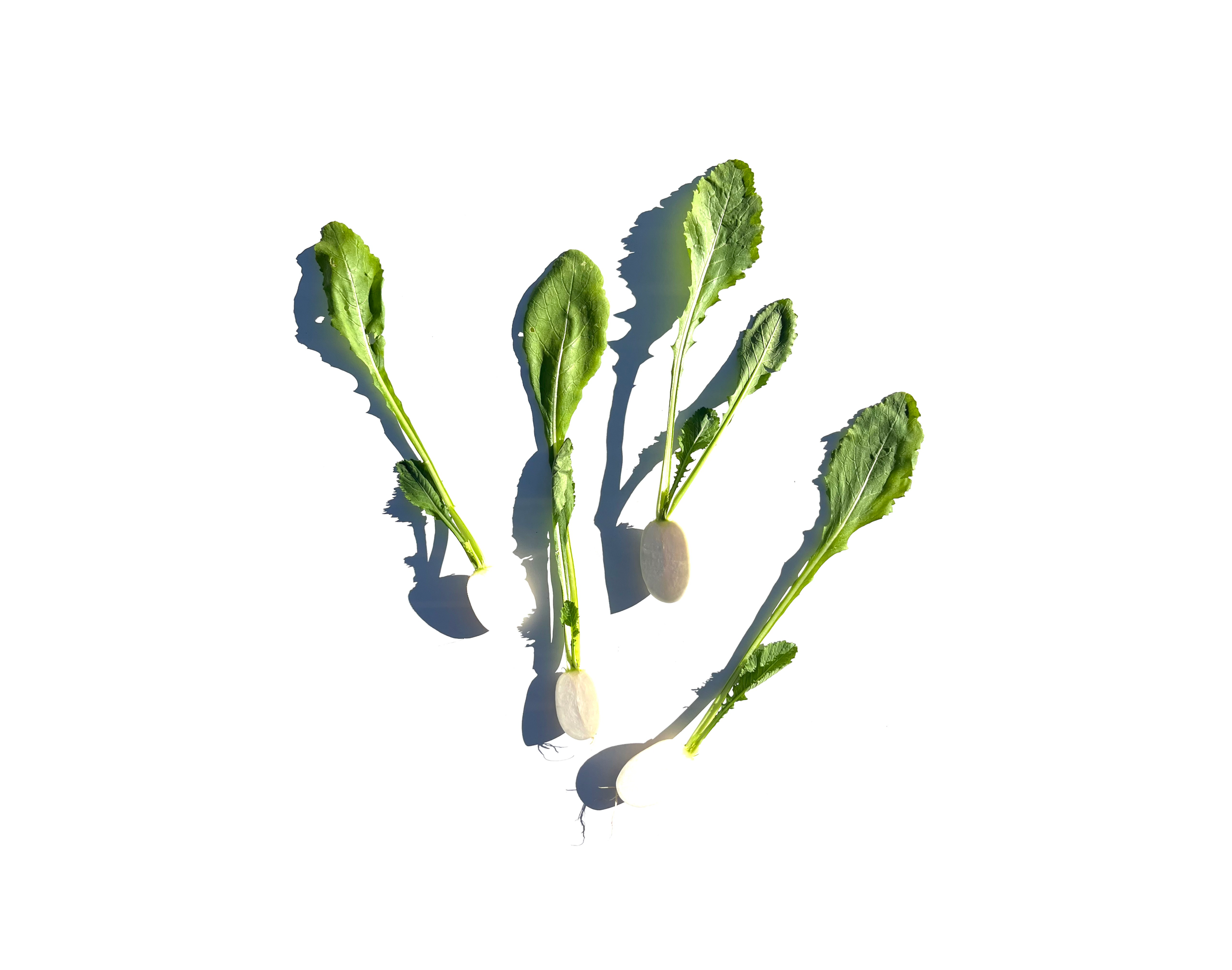 Turnip series