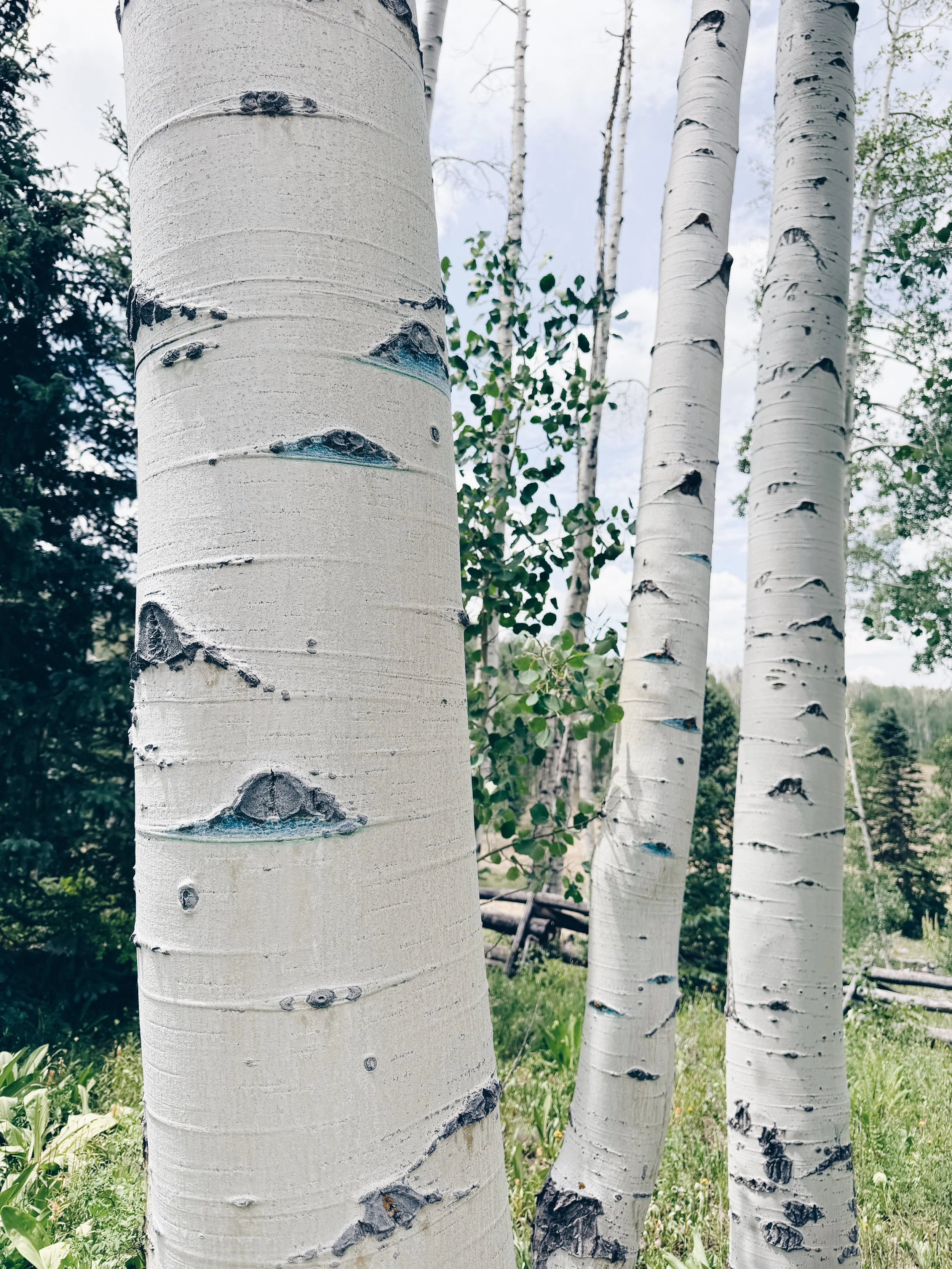 D9E81F13-61C0-4884-B00A-FF015ED6A576.JPG