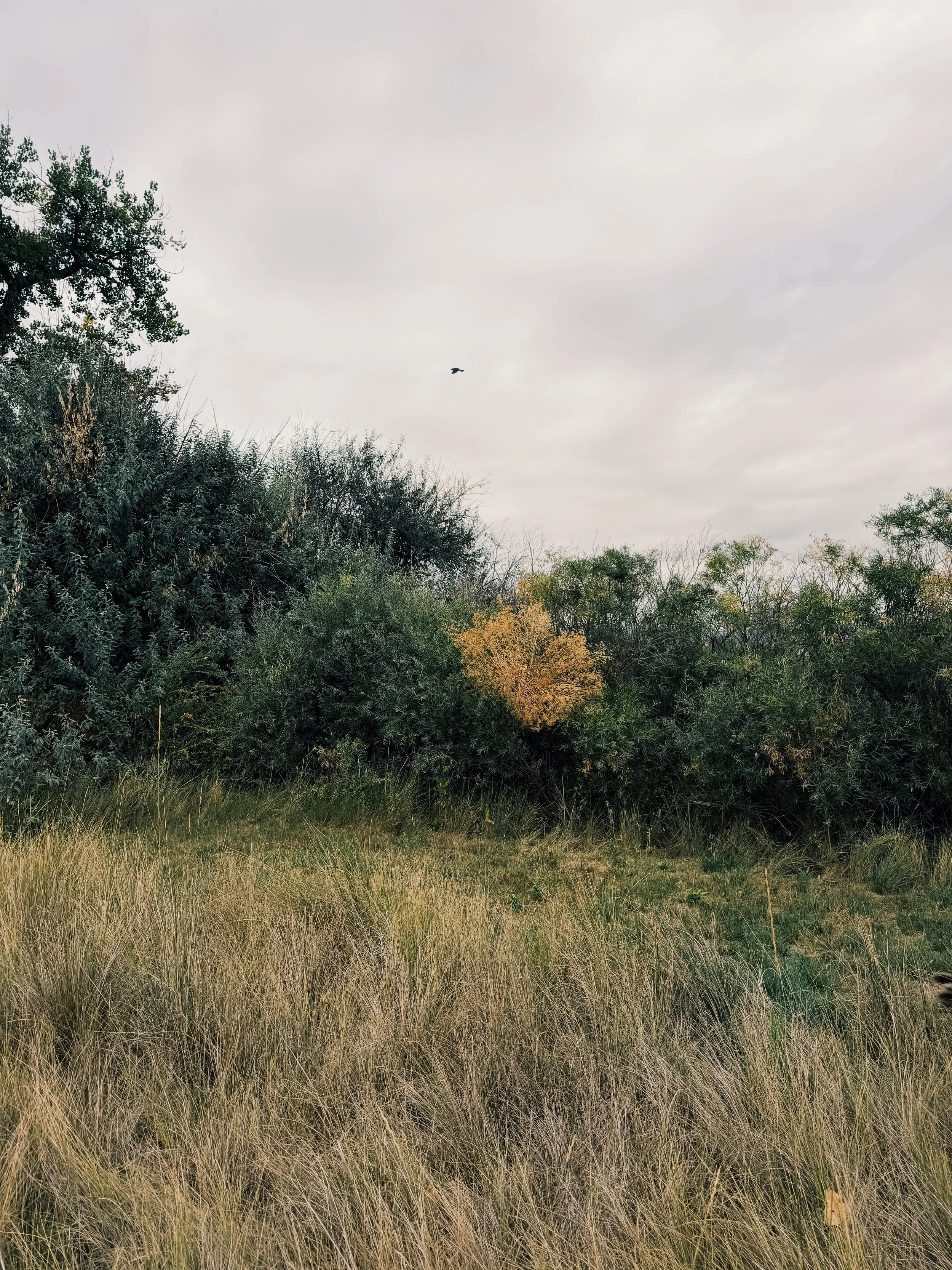 9B1809EC-DA97-43D9-A706-766D00C9F5B1.JPG