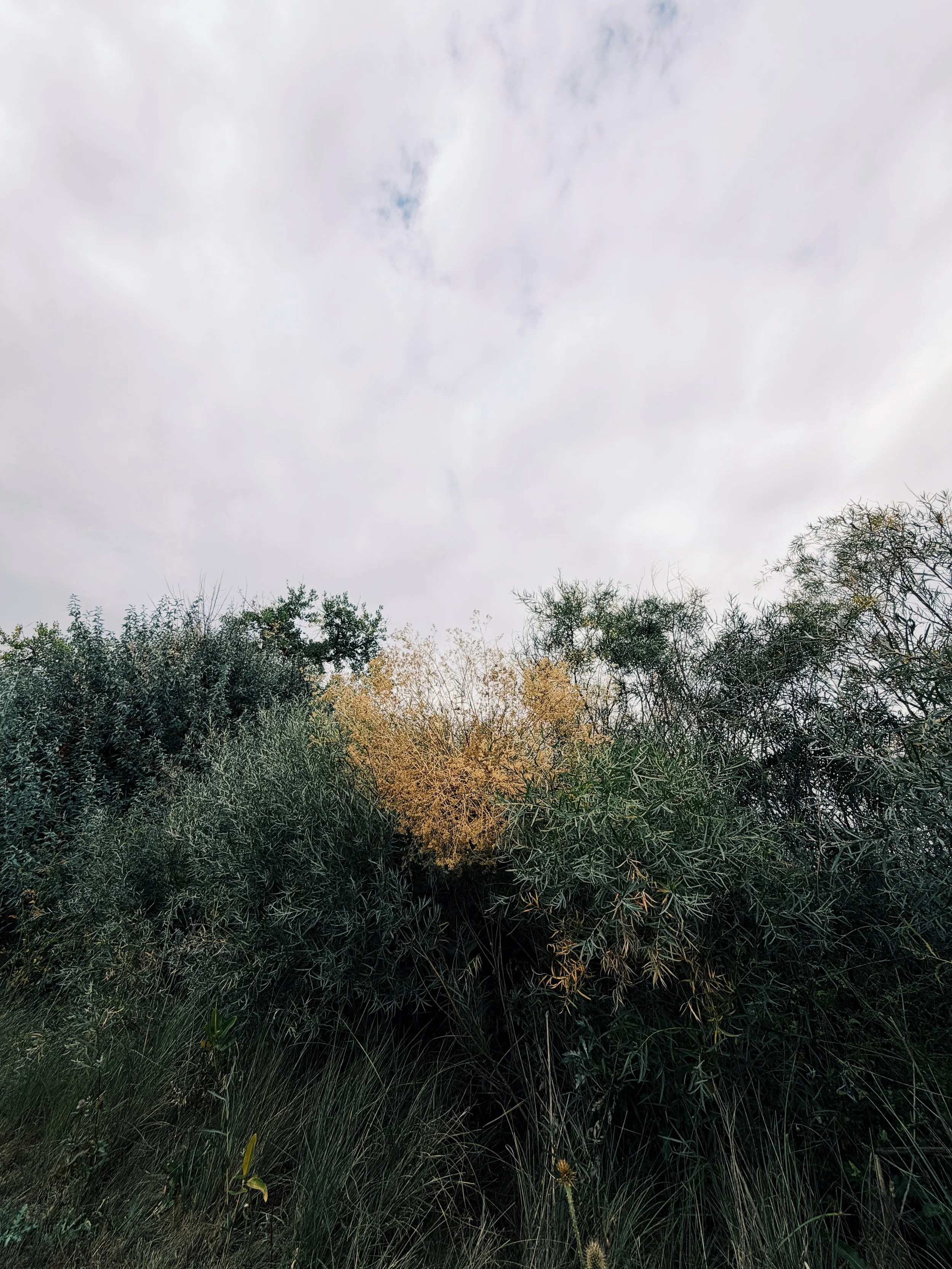 174532E2-F8F9-4C38-8EB3-A40CF15EDE2B.JPG