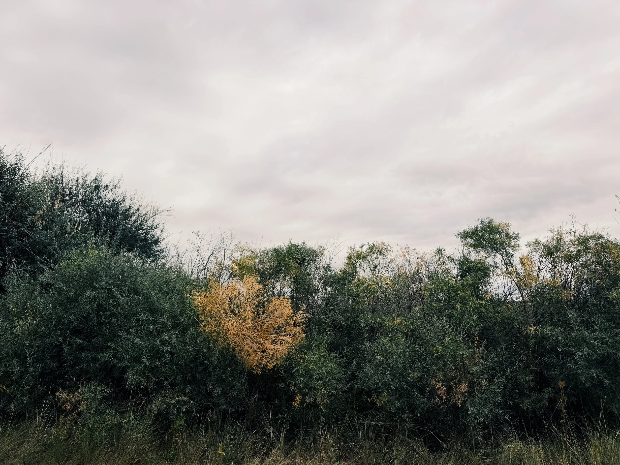 BA436C0E-7F93-4497-A8A7-56CF906C7260.JPG
