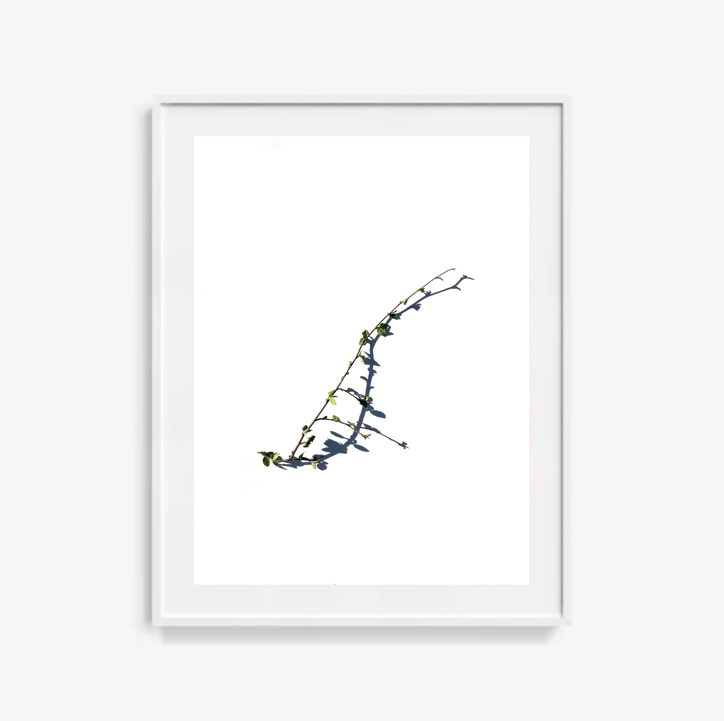 Bittersweet No.1 / Art Print