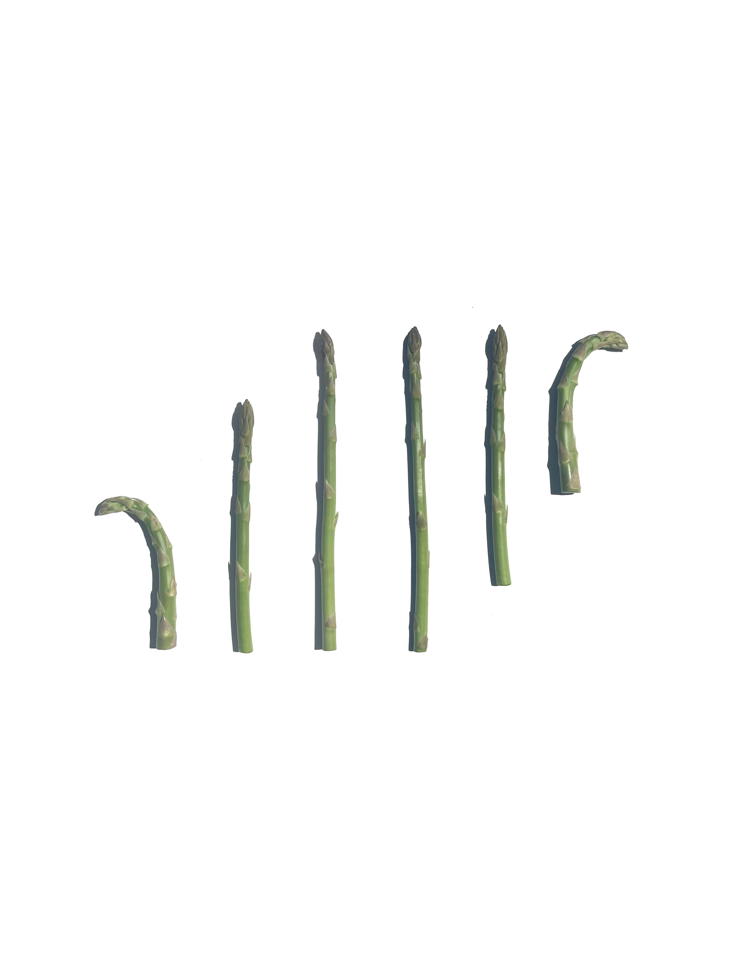 wild asparagus no.2