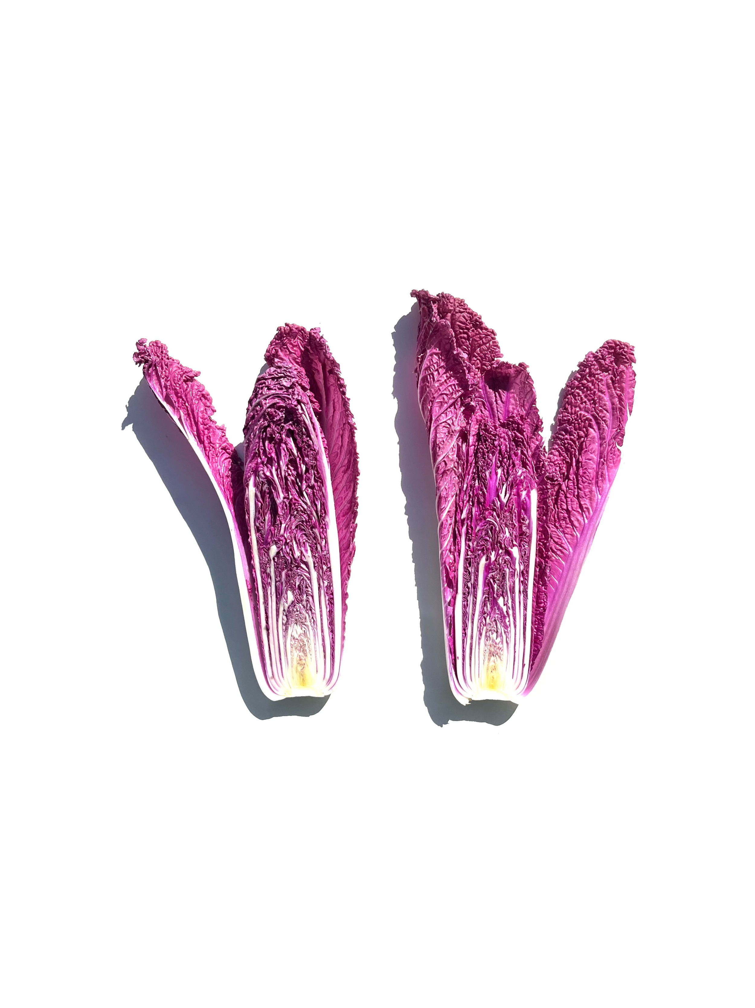 purple napa cabbage no.2