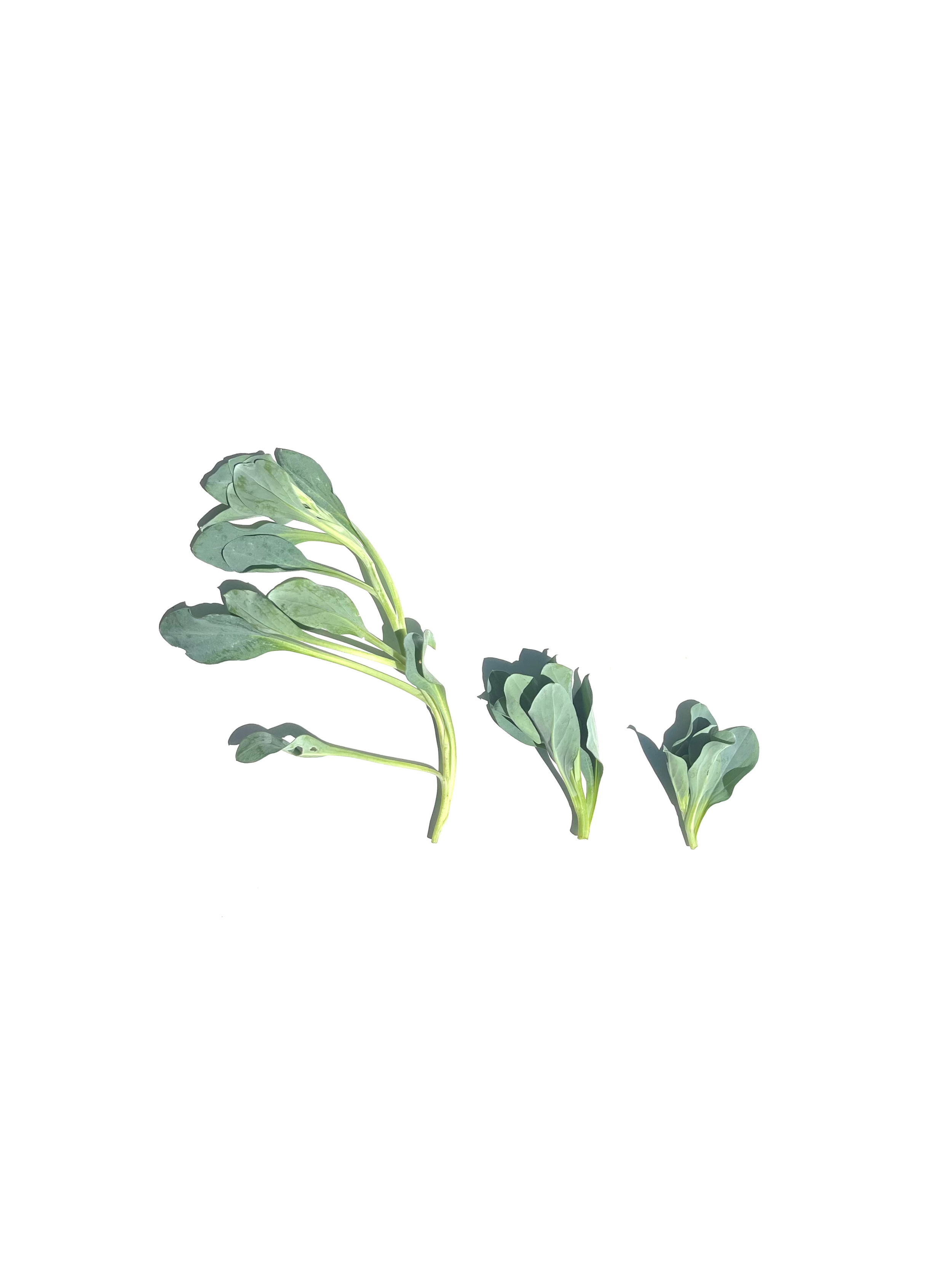oyster leaf no.2