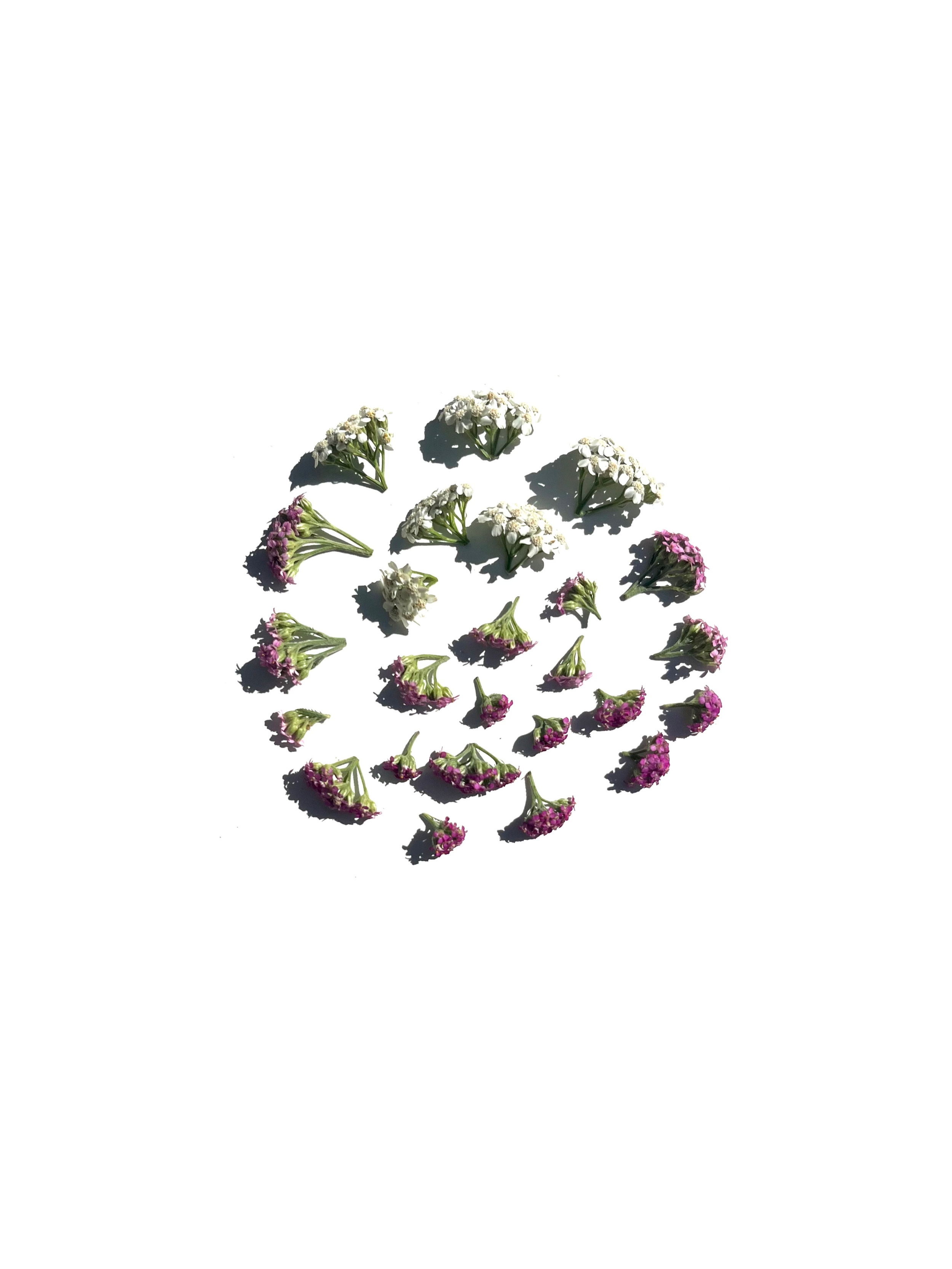 yarrow no.3