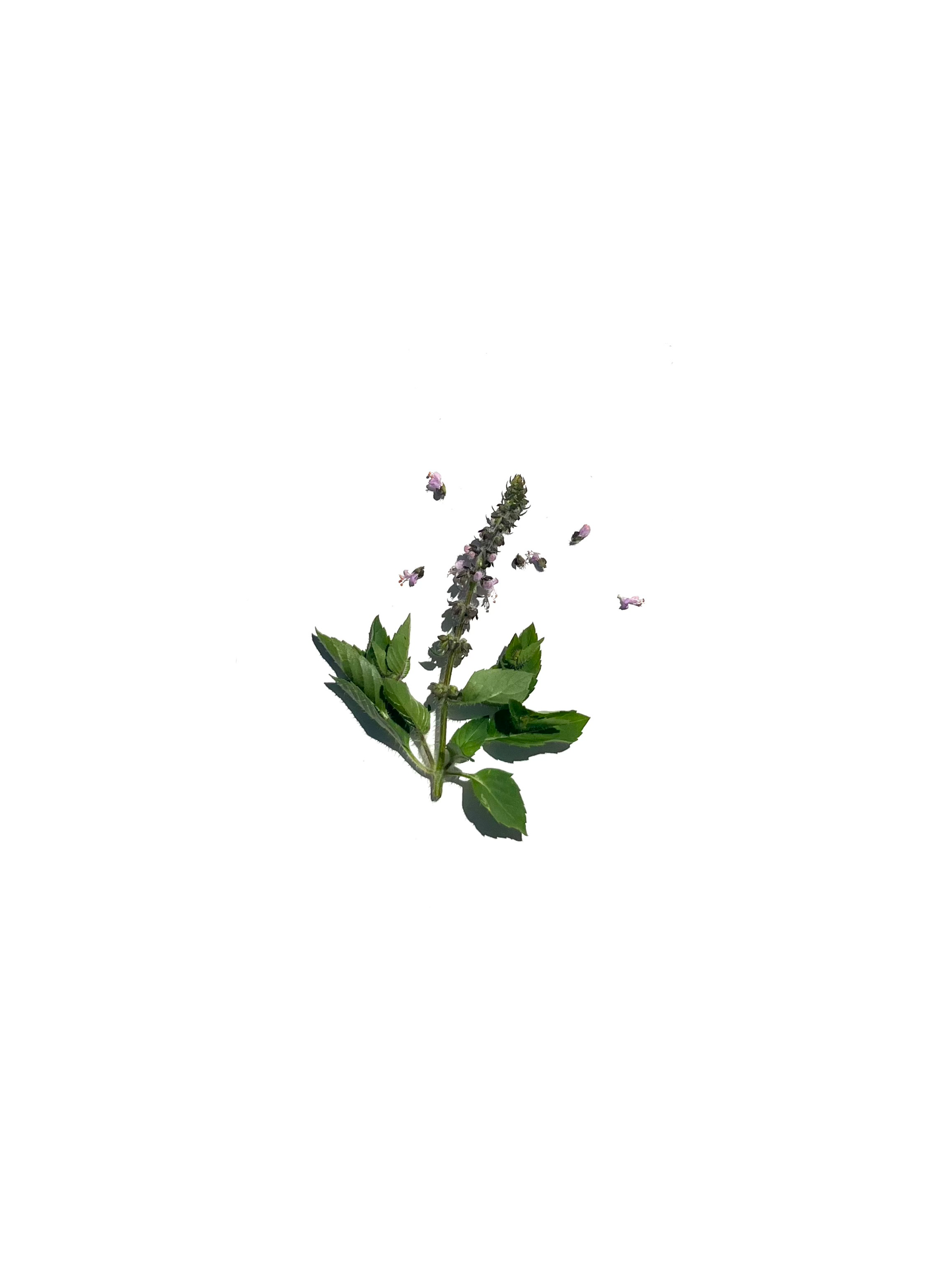 tulsi basil no.1