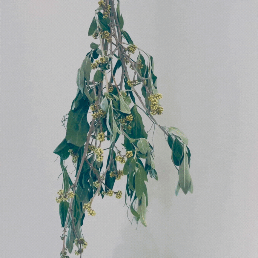 Hanging botanical.gif