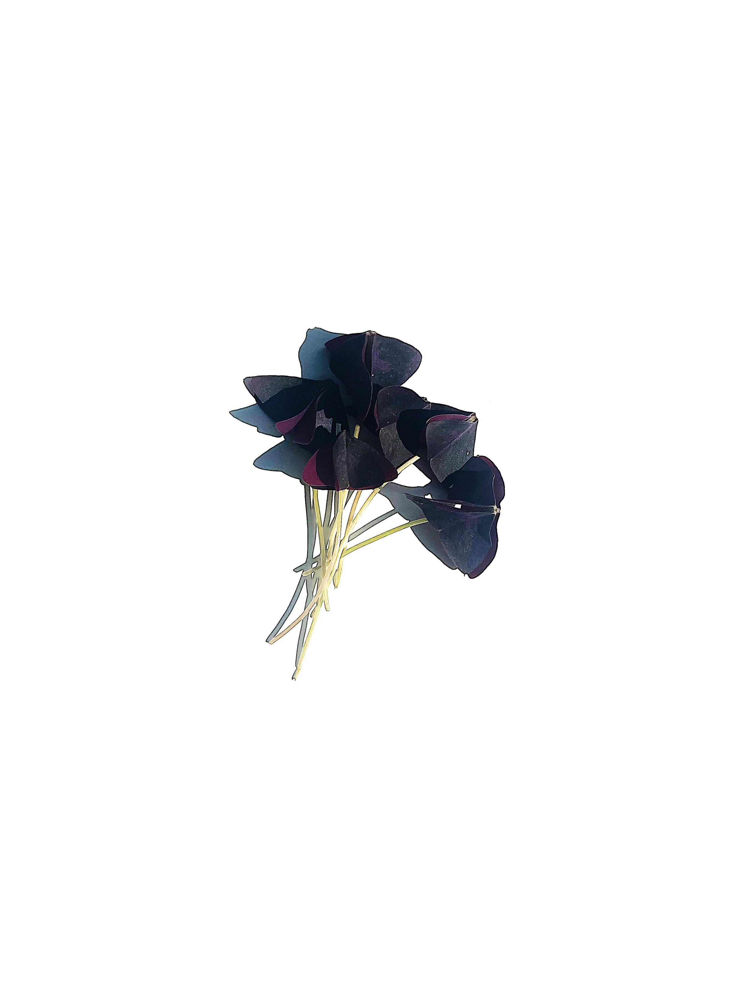 butterfly sorrel no.1