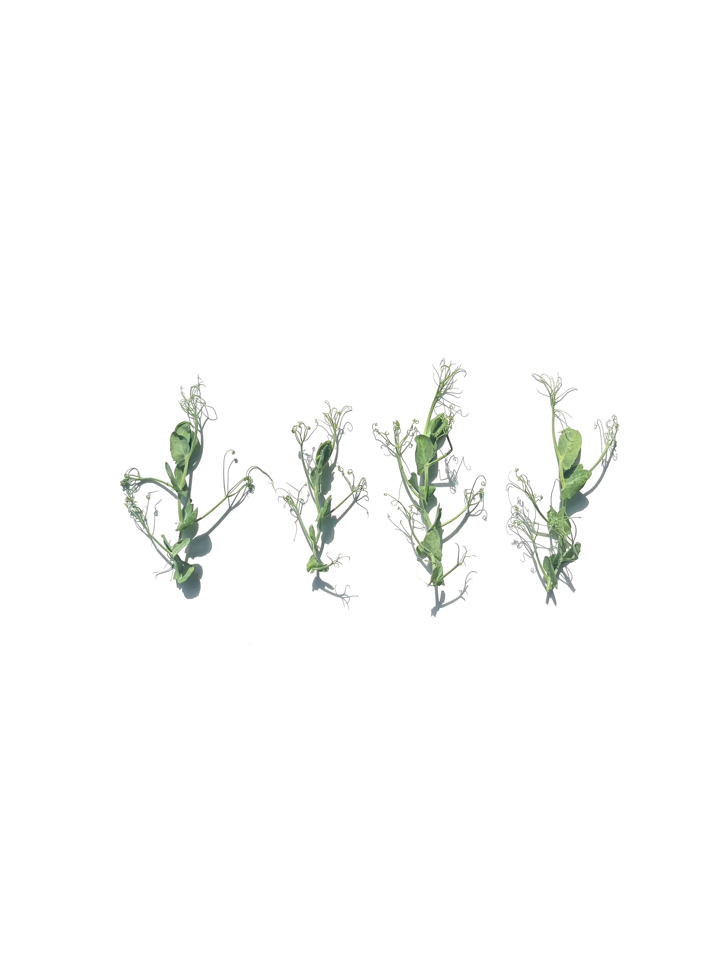 pea tendril no.2