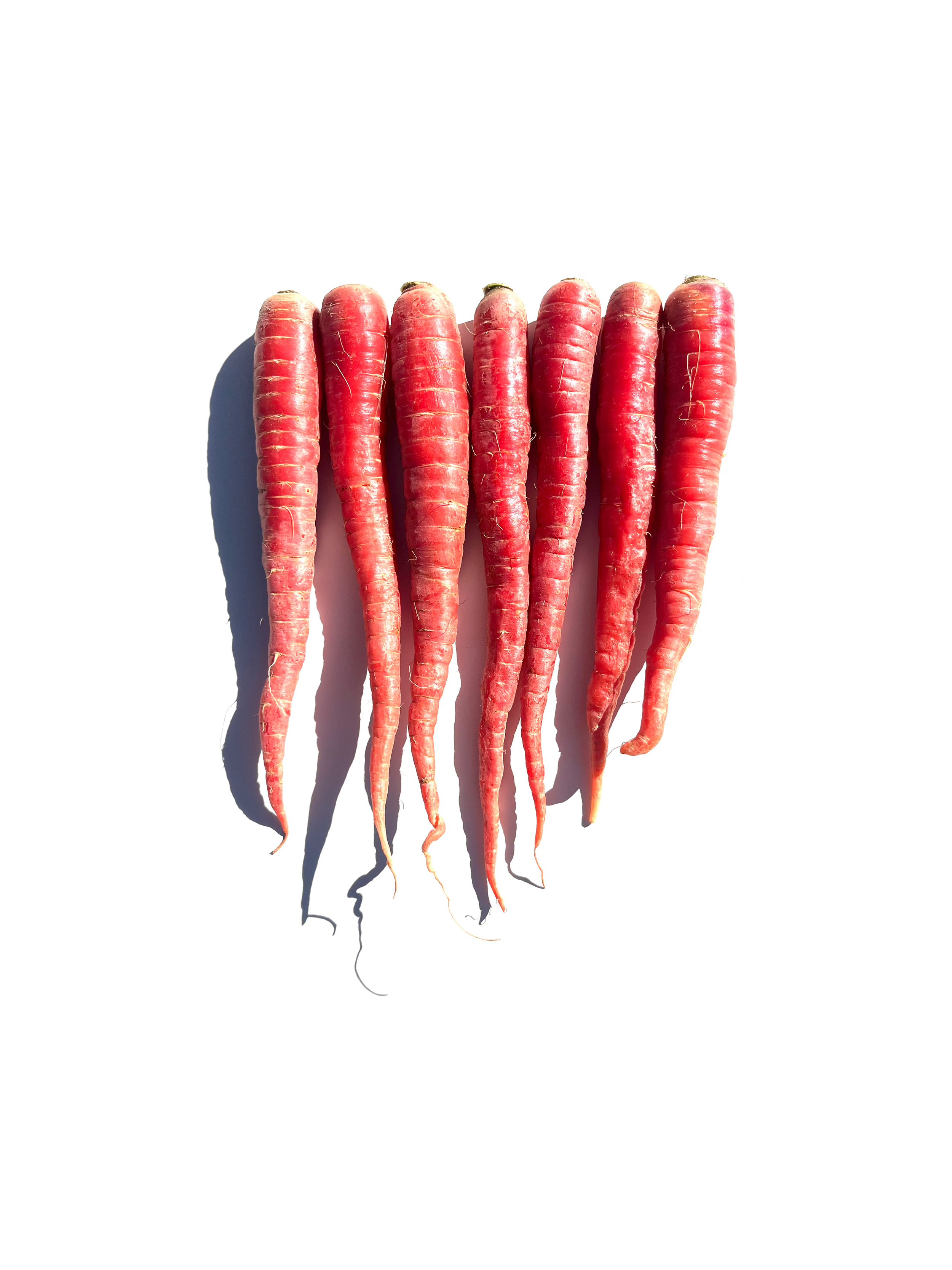 kyoto red carrot no.4