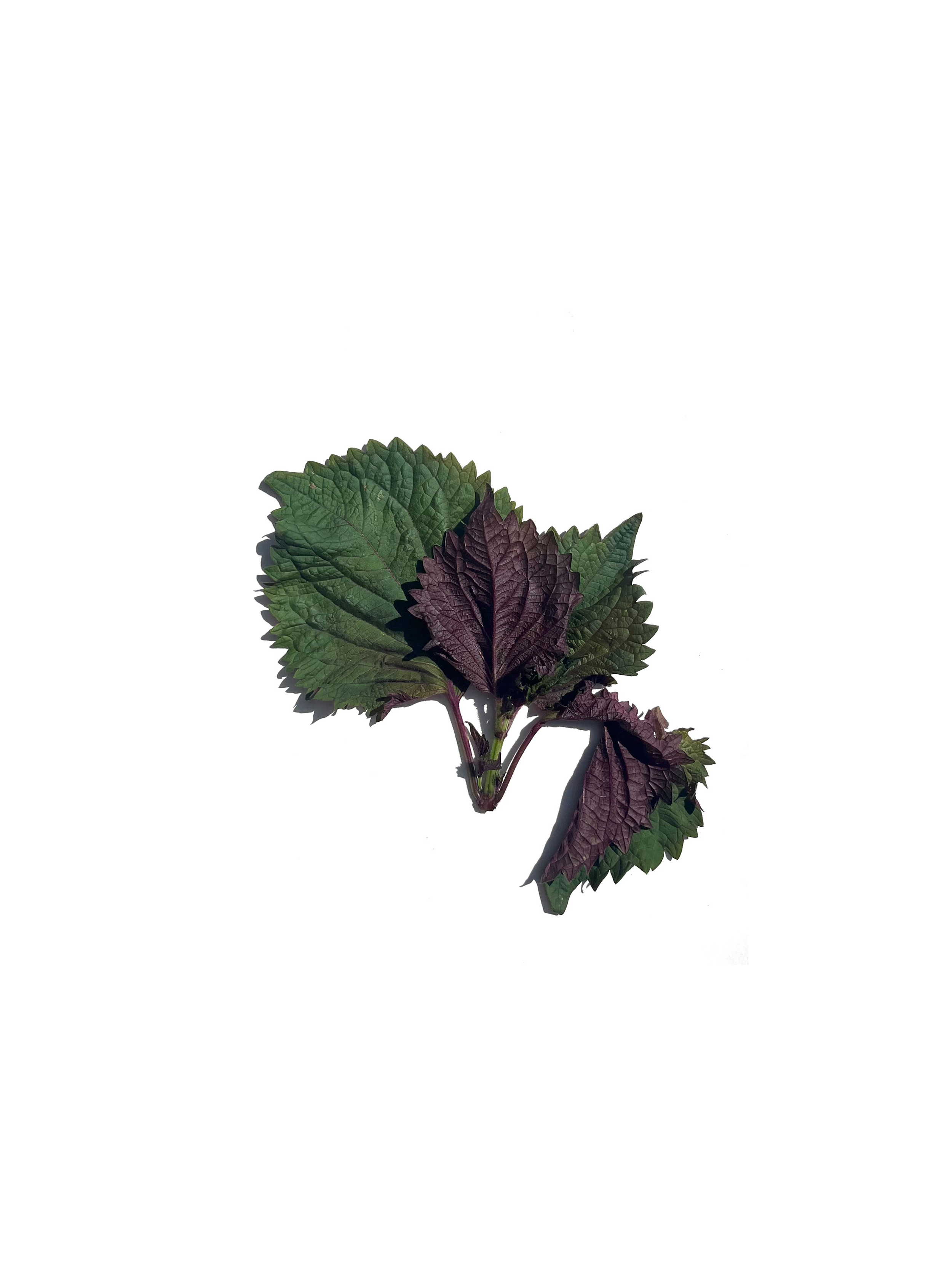 Britton shiso no.1