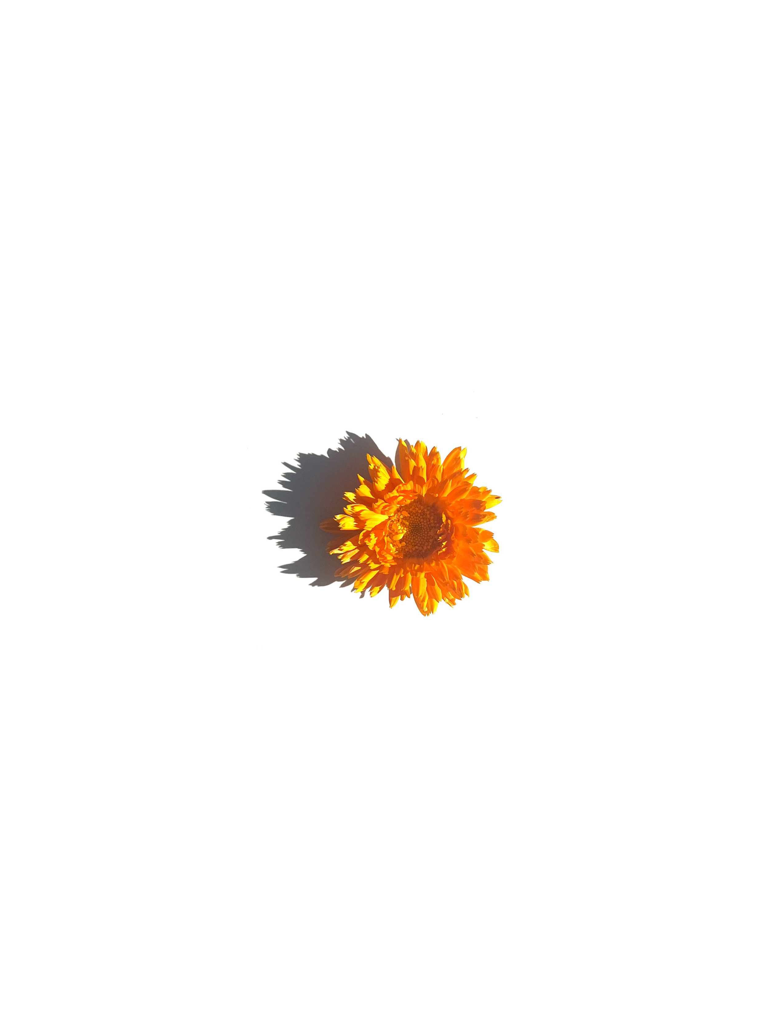 calendula no.1