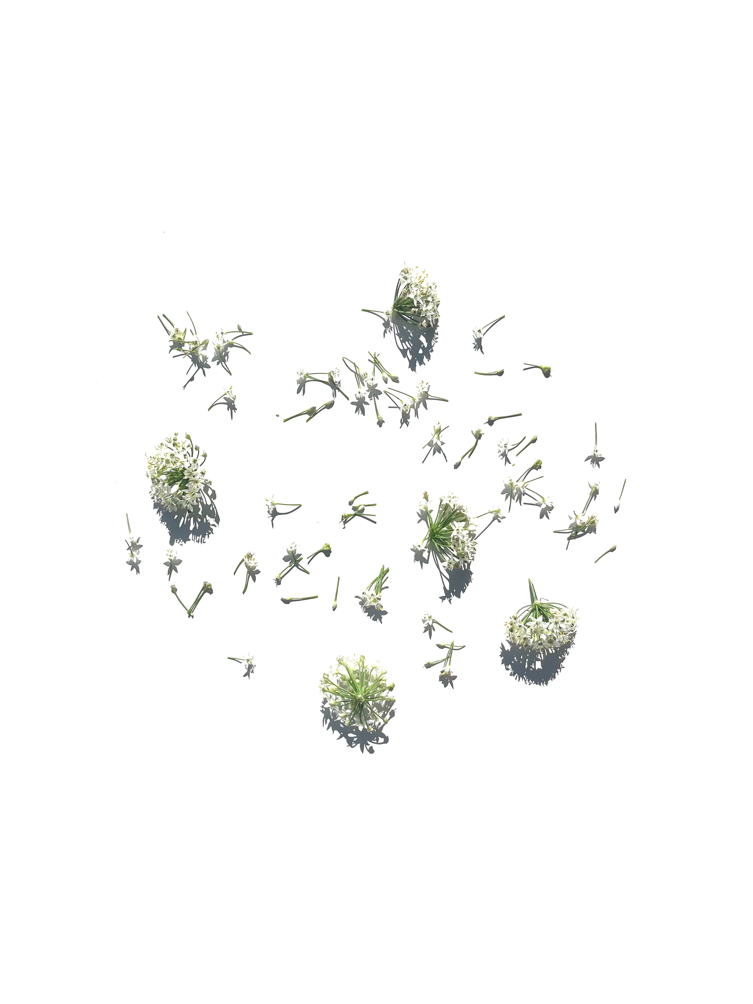 onion flower no.3