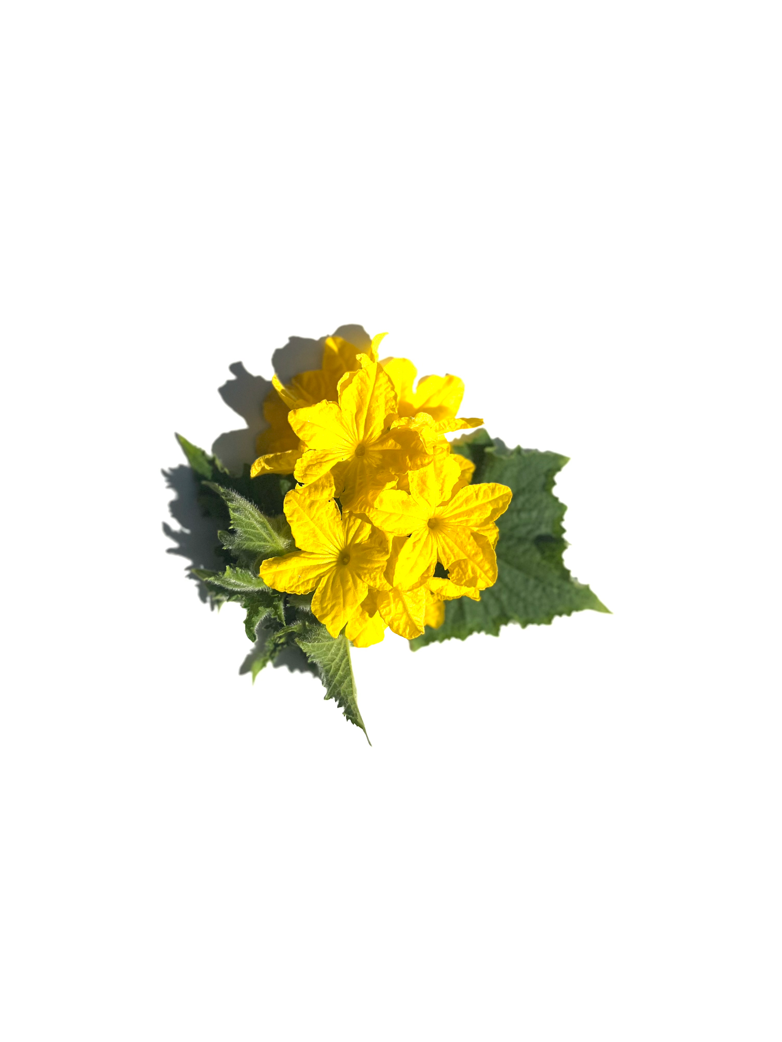 cucumber flower no.1