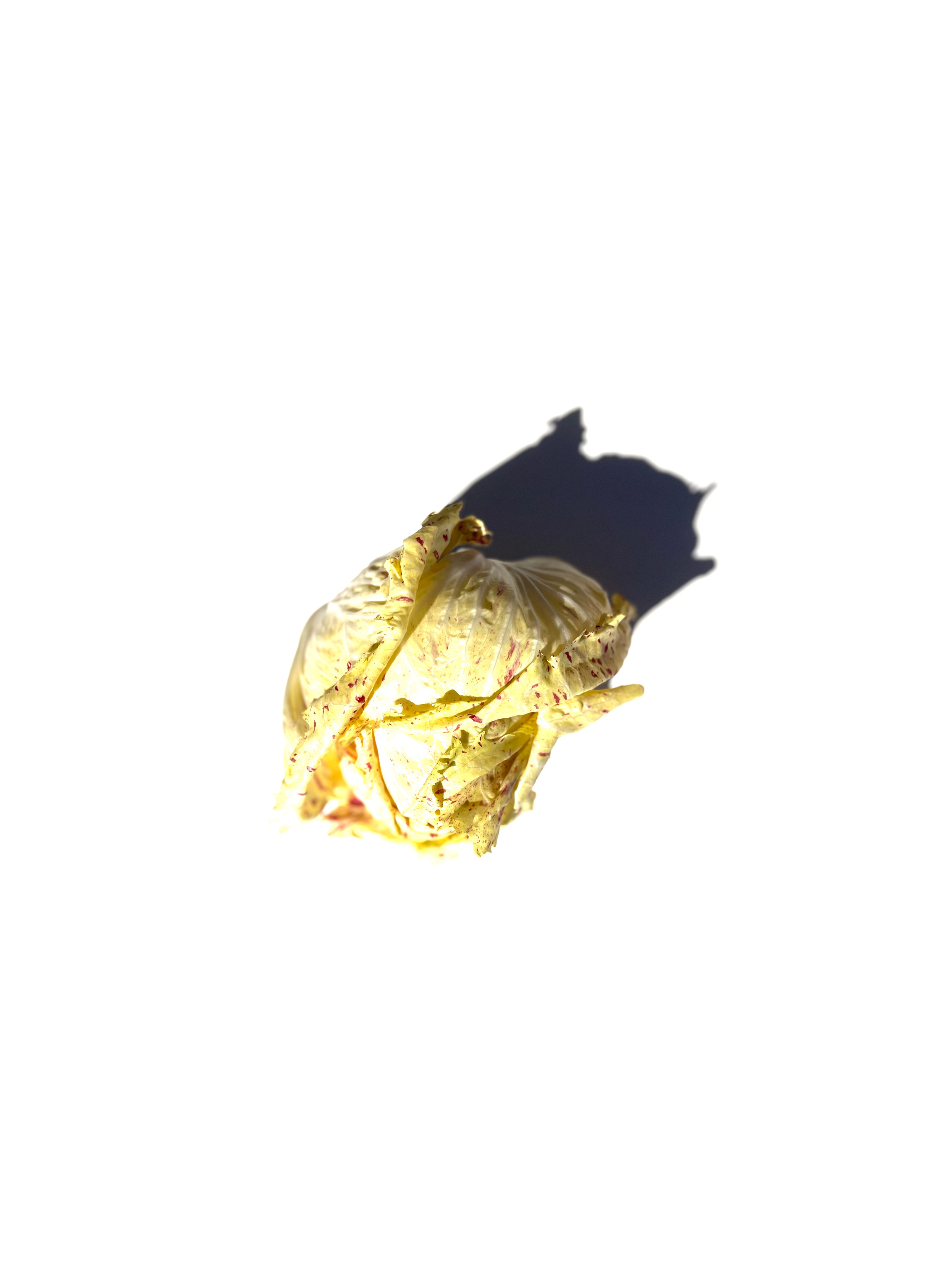 castelfranco chicory no.3