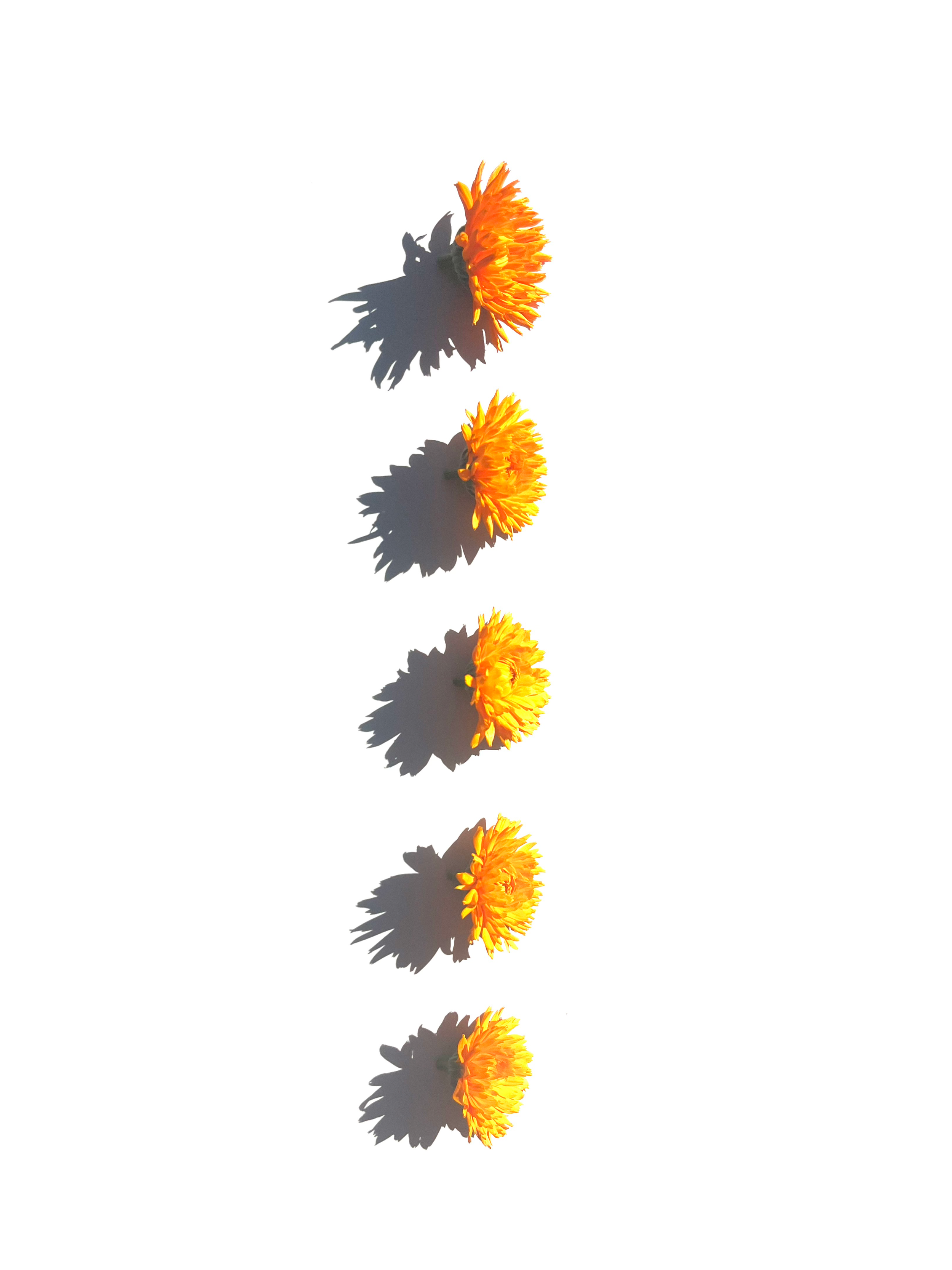 calendula no.2