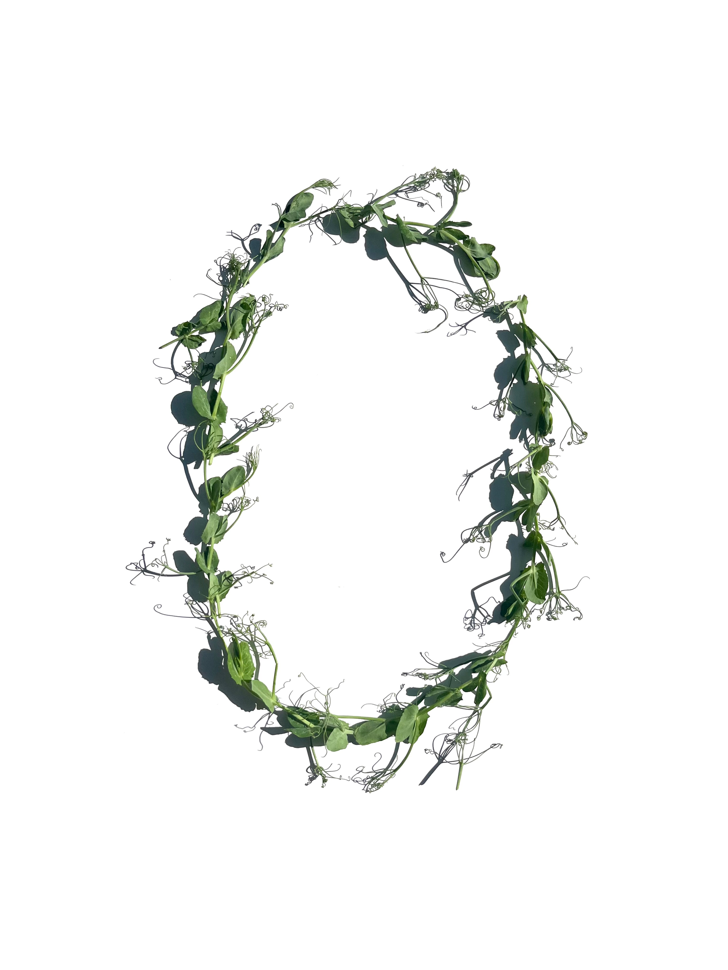 Pea tendril series
