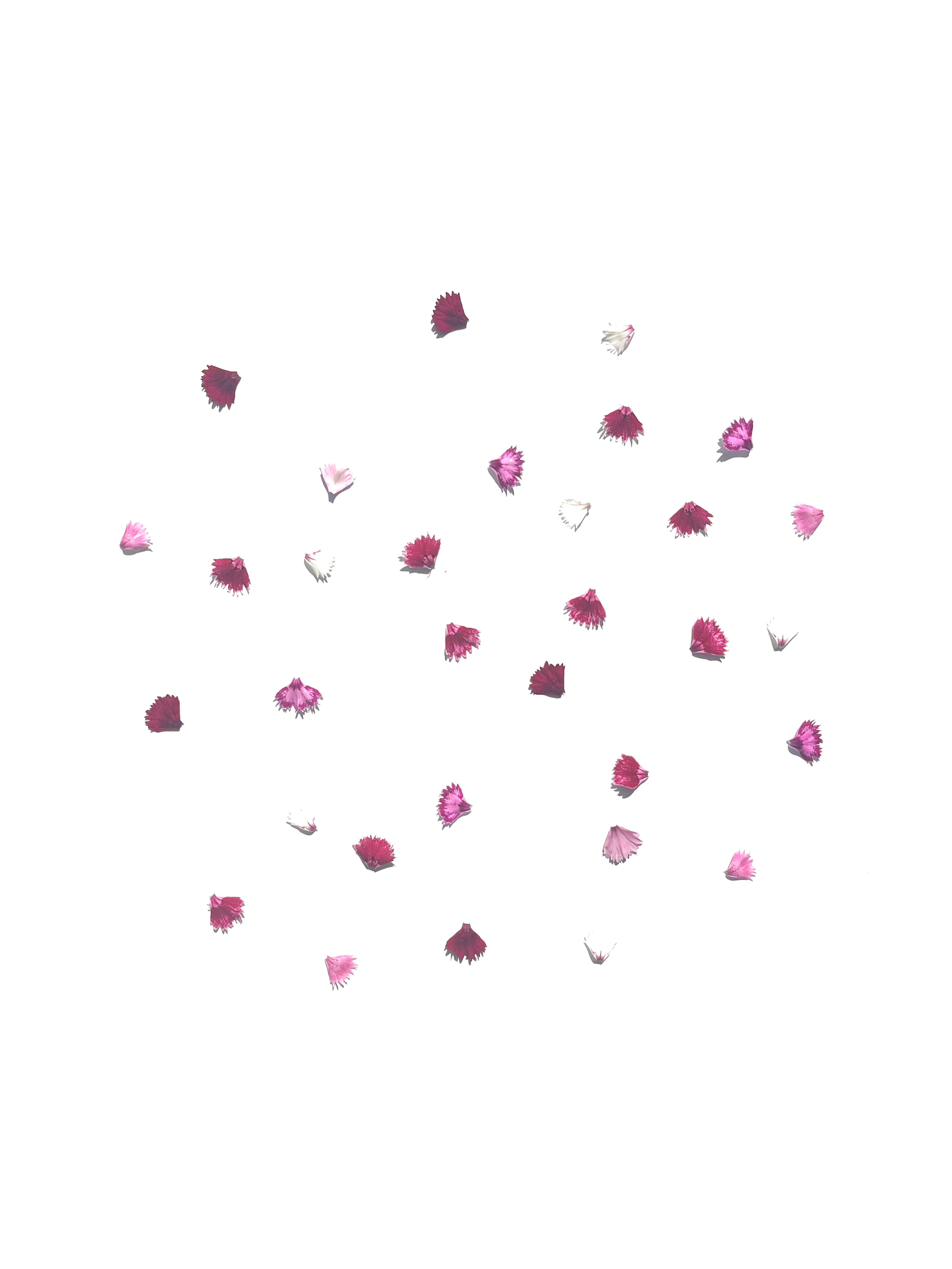 dianthus no.3