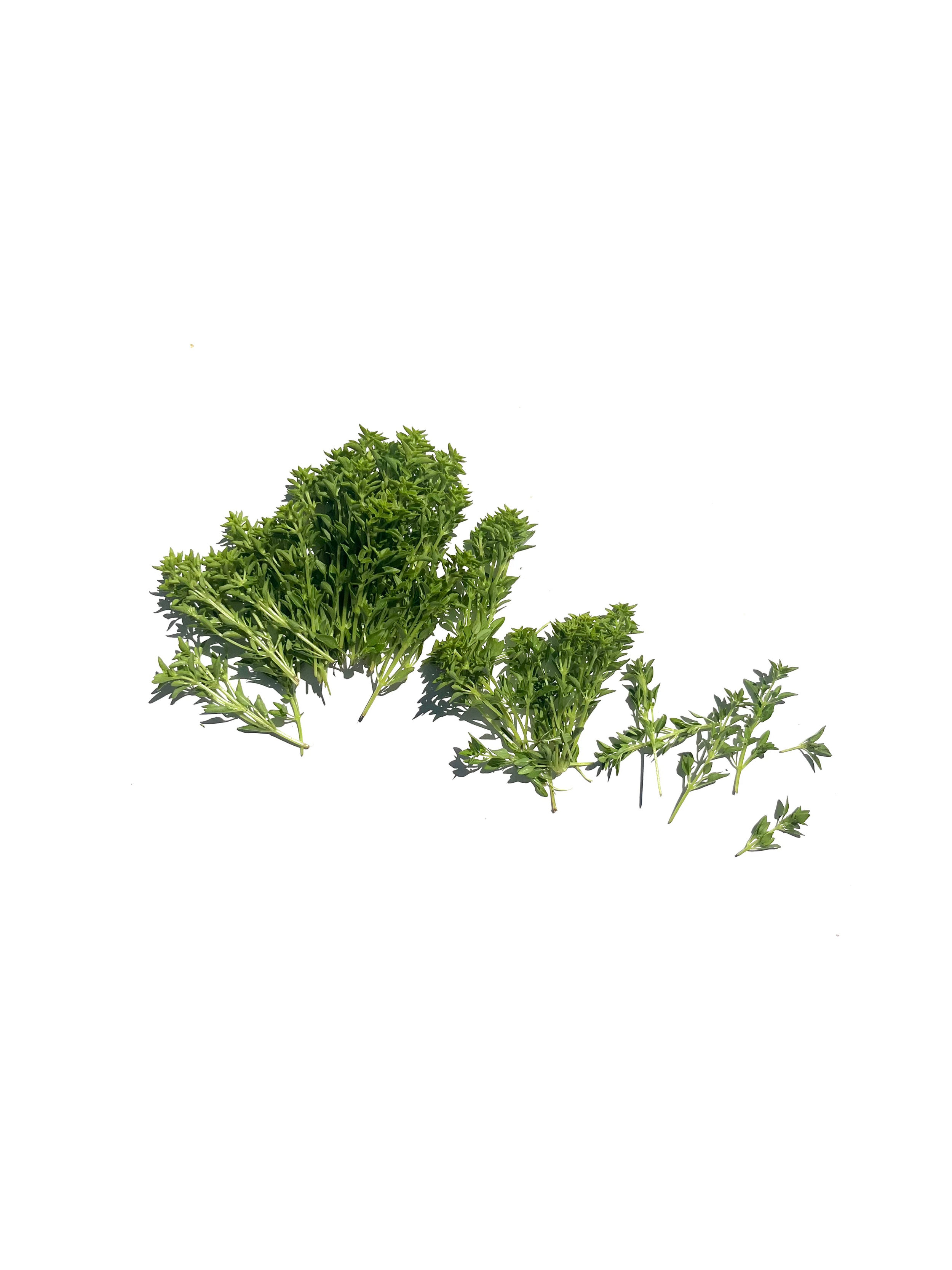 Greek basil no.3