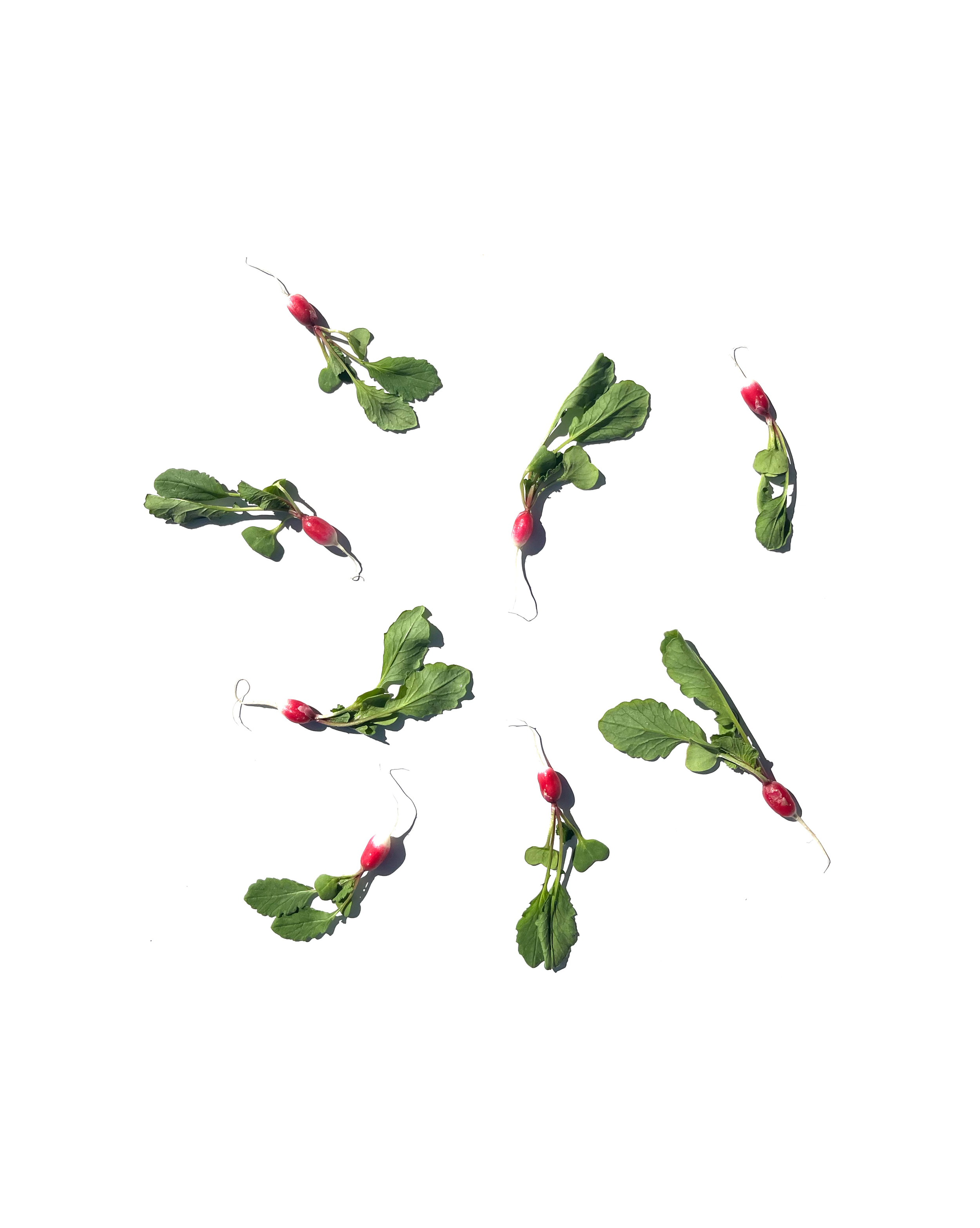Breakfast radish series