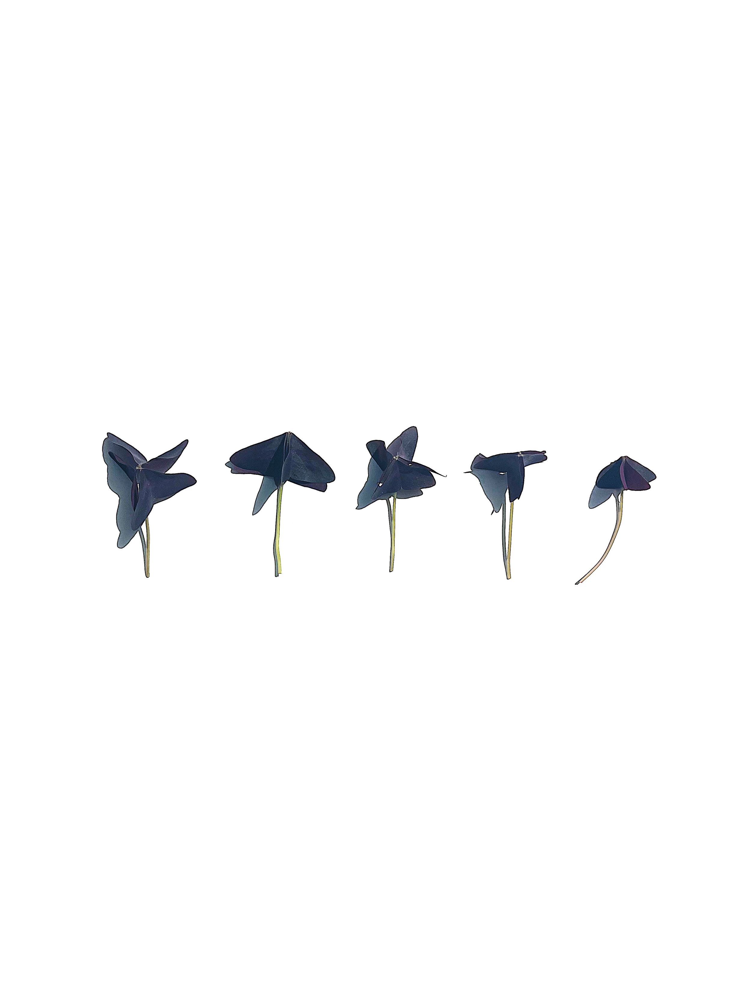butterfly sorrel no.3