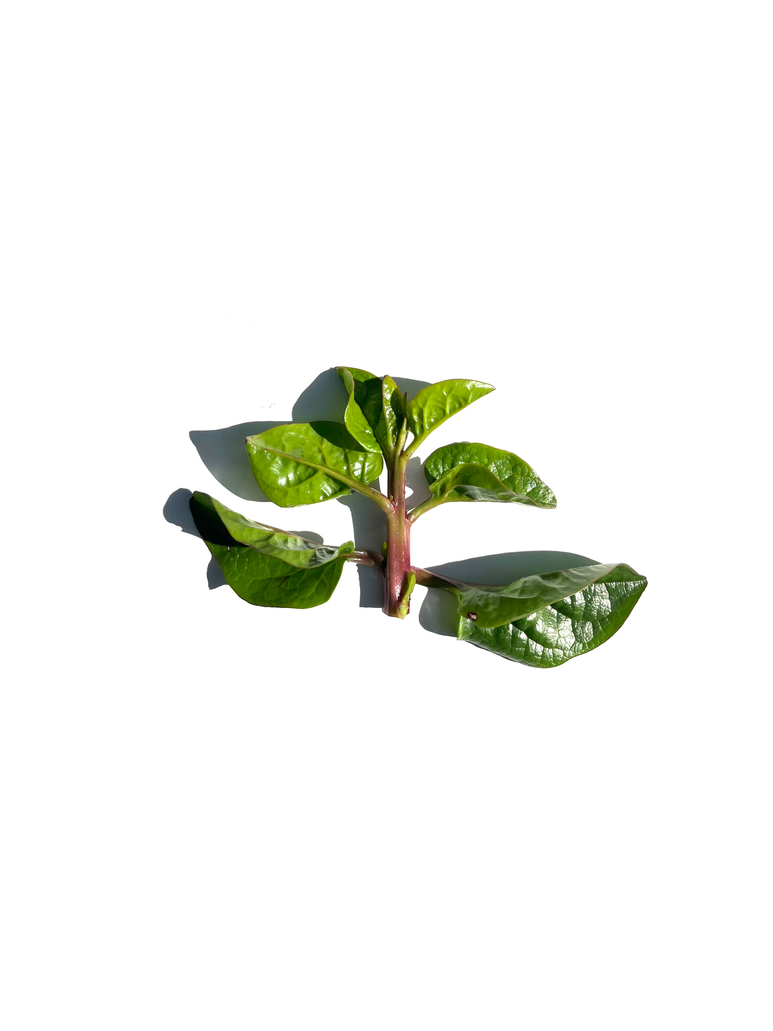 spinach no.1