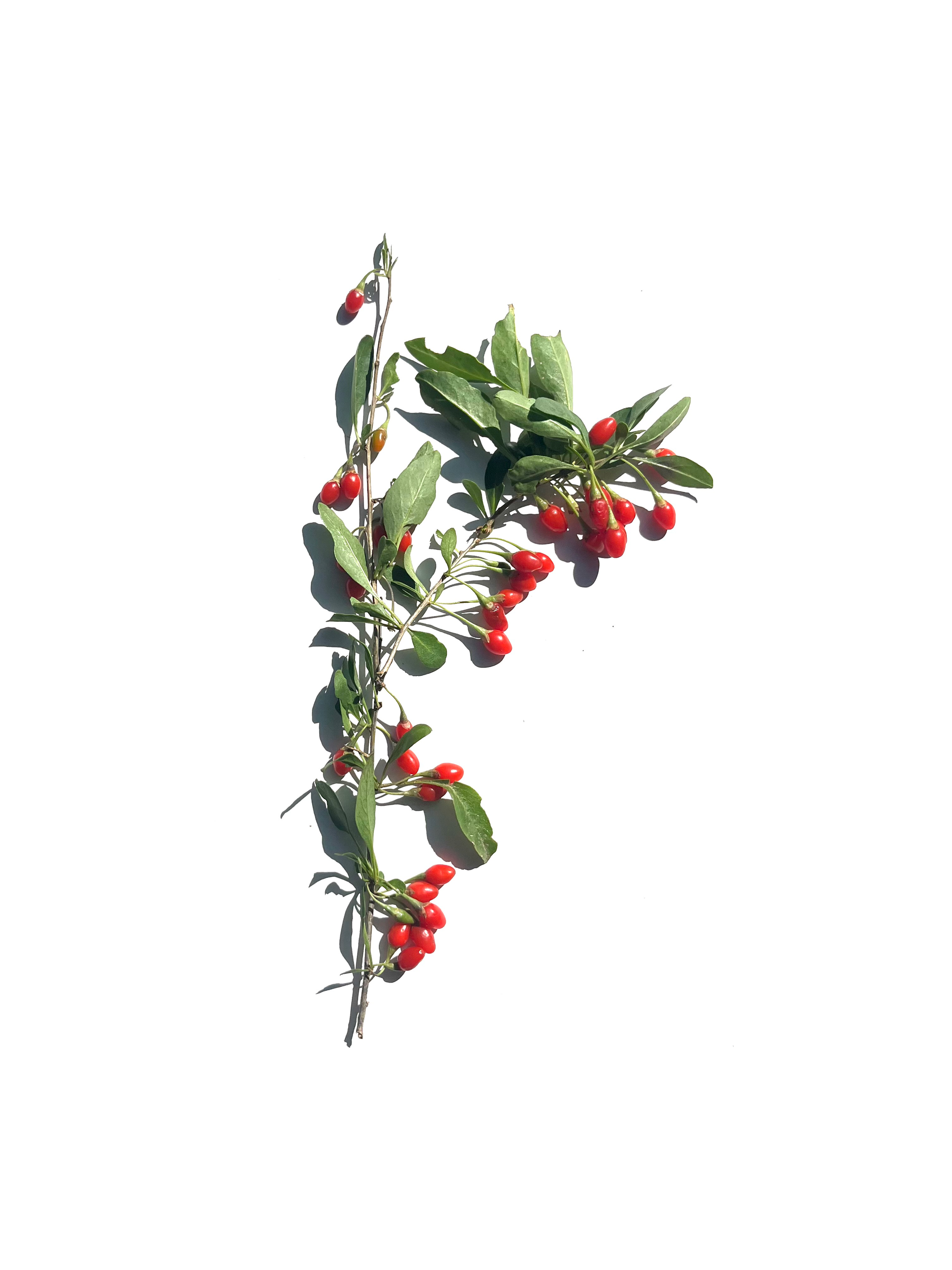 gogi berry no.1