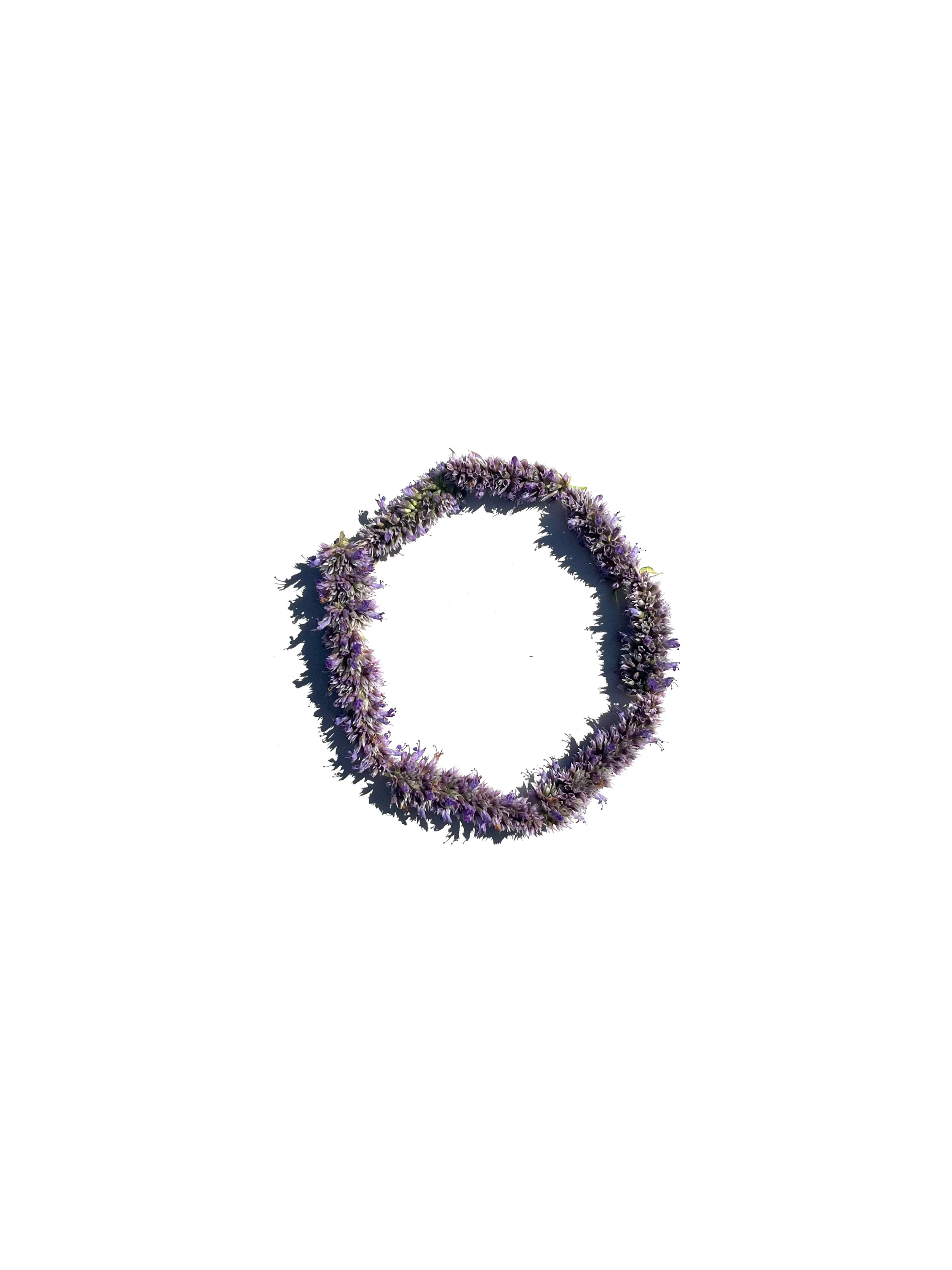 anise hyssop no.3
