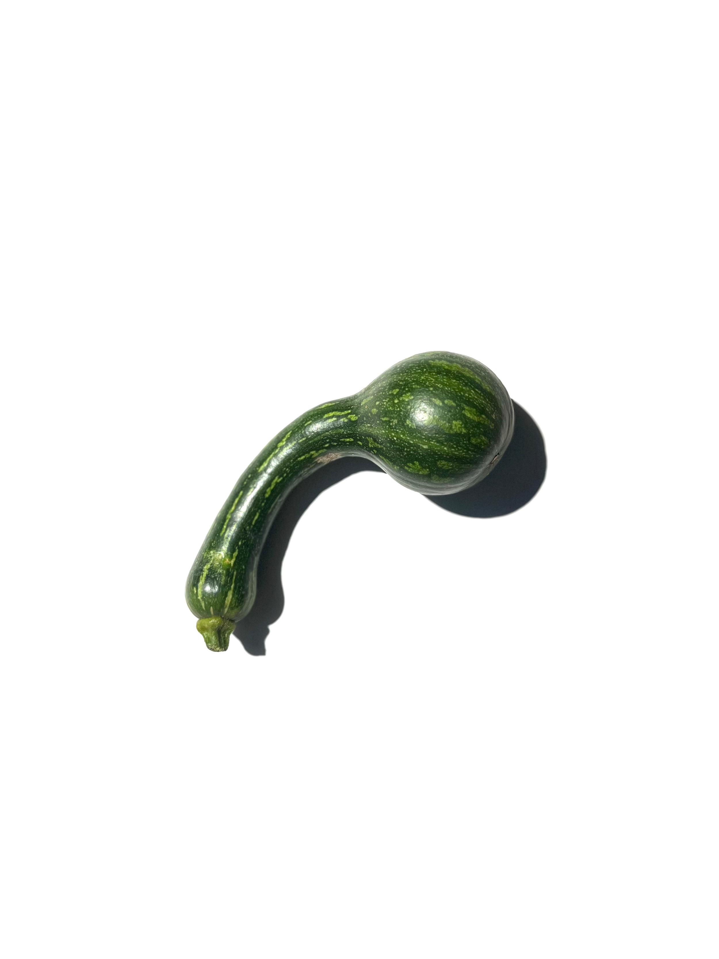 tromboncino no.1