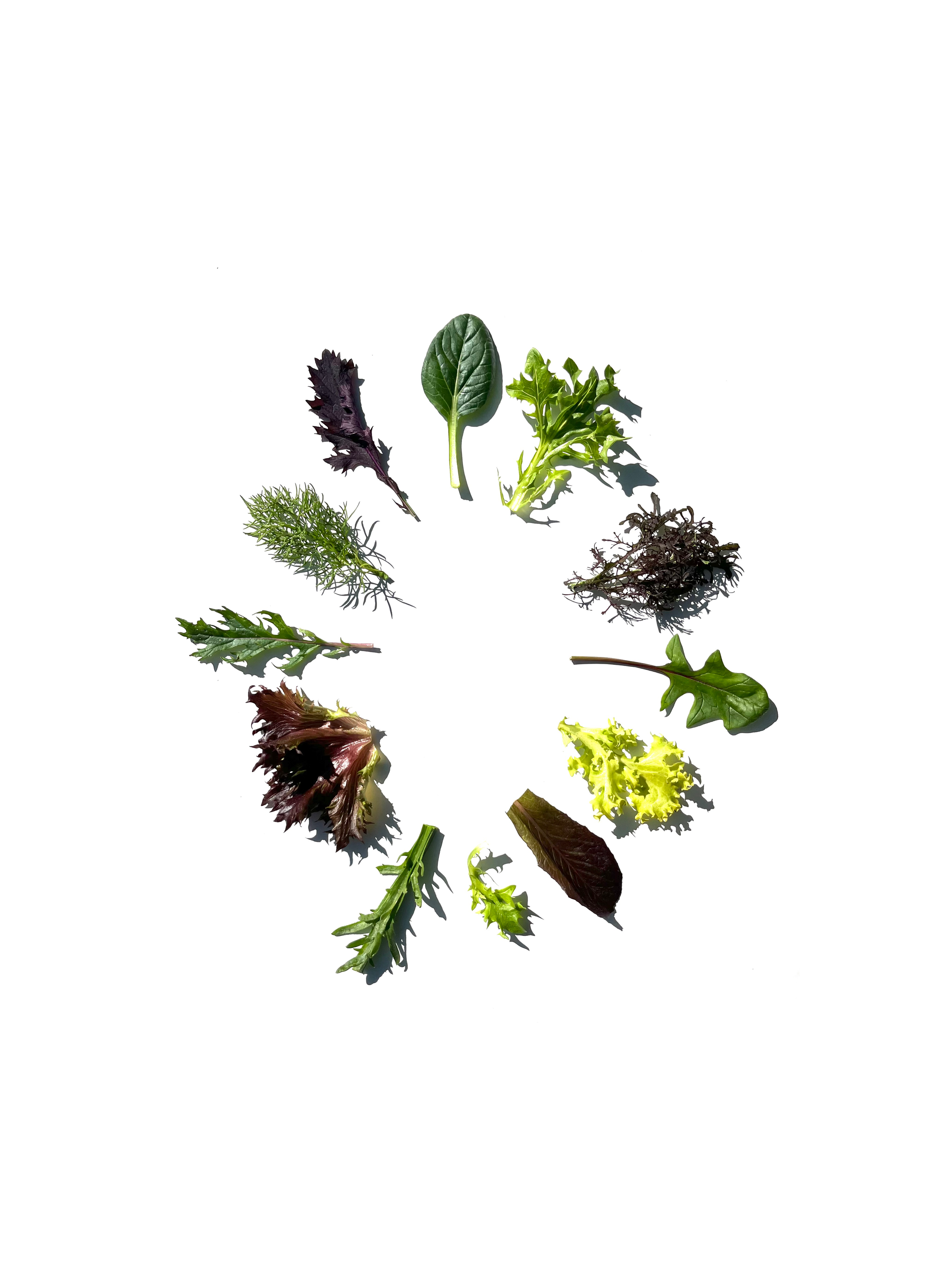 Salad series