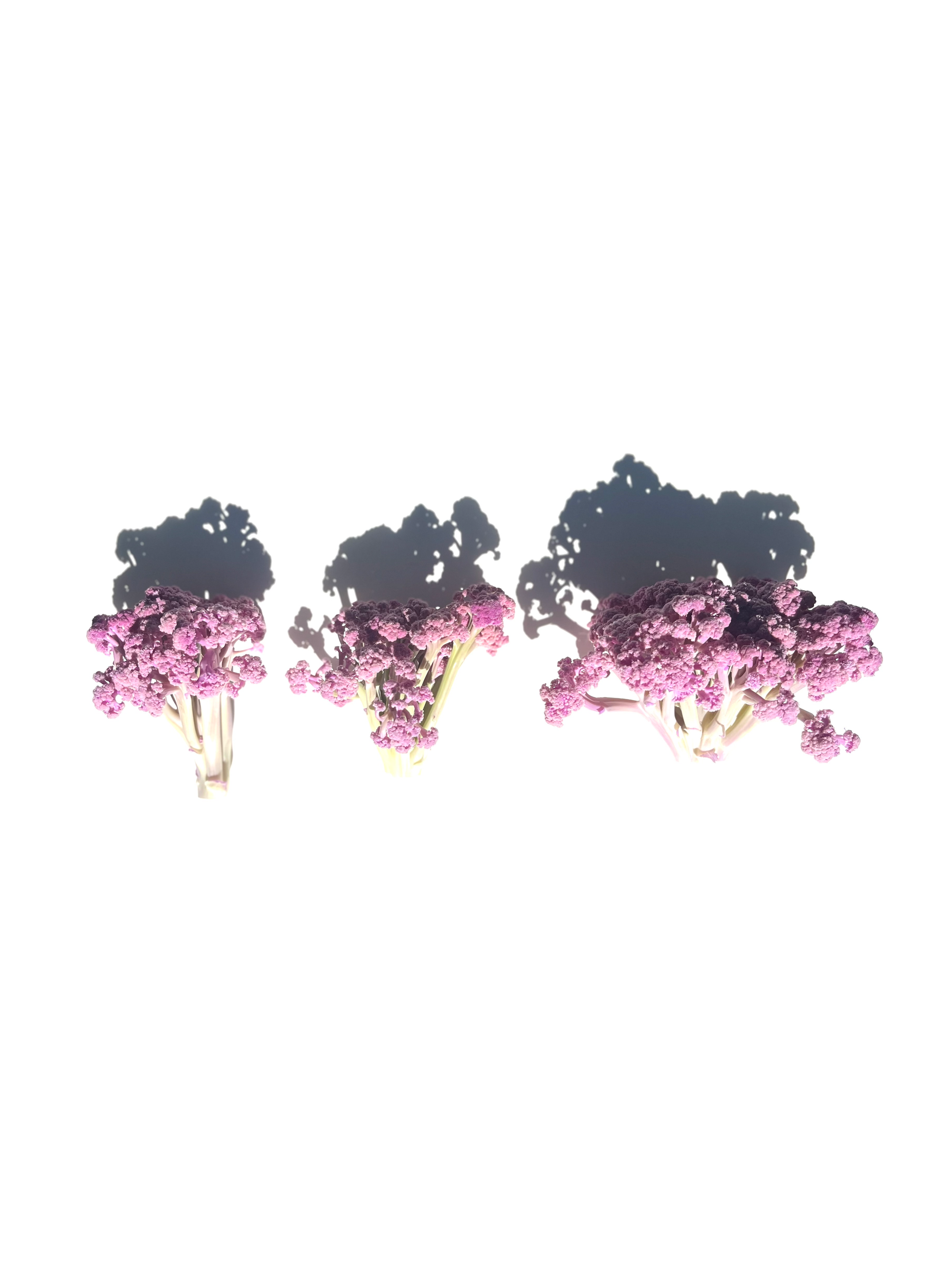 purple sprouting broccoli no.2