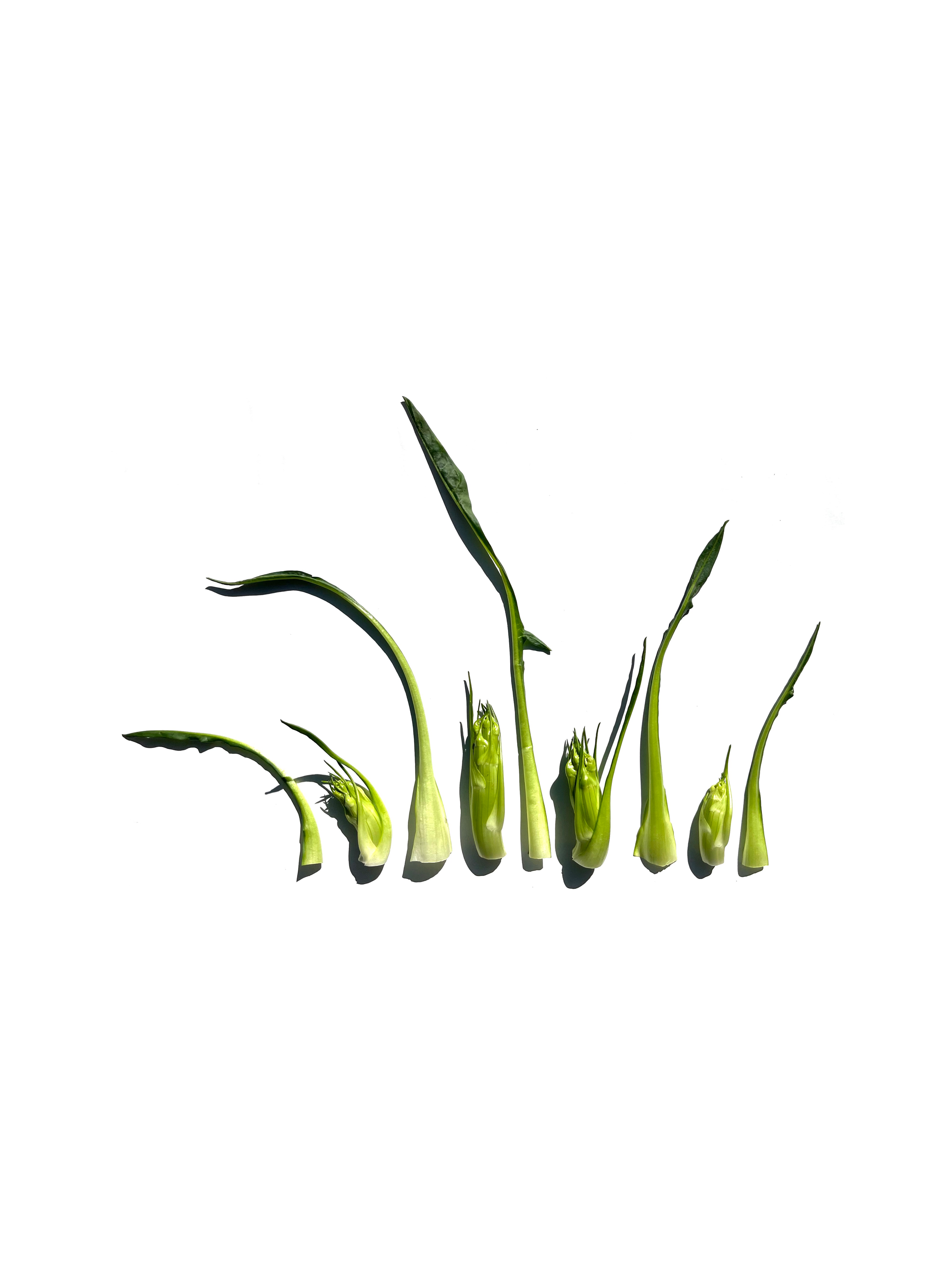 puntarelle no.4
