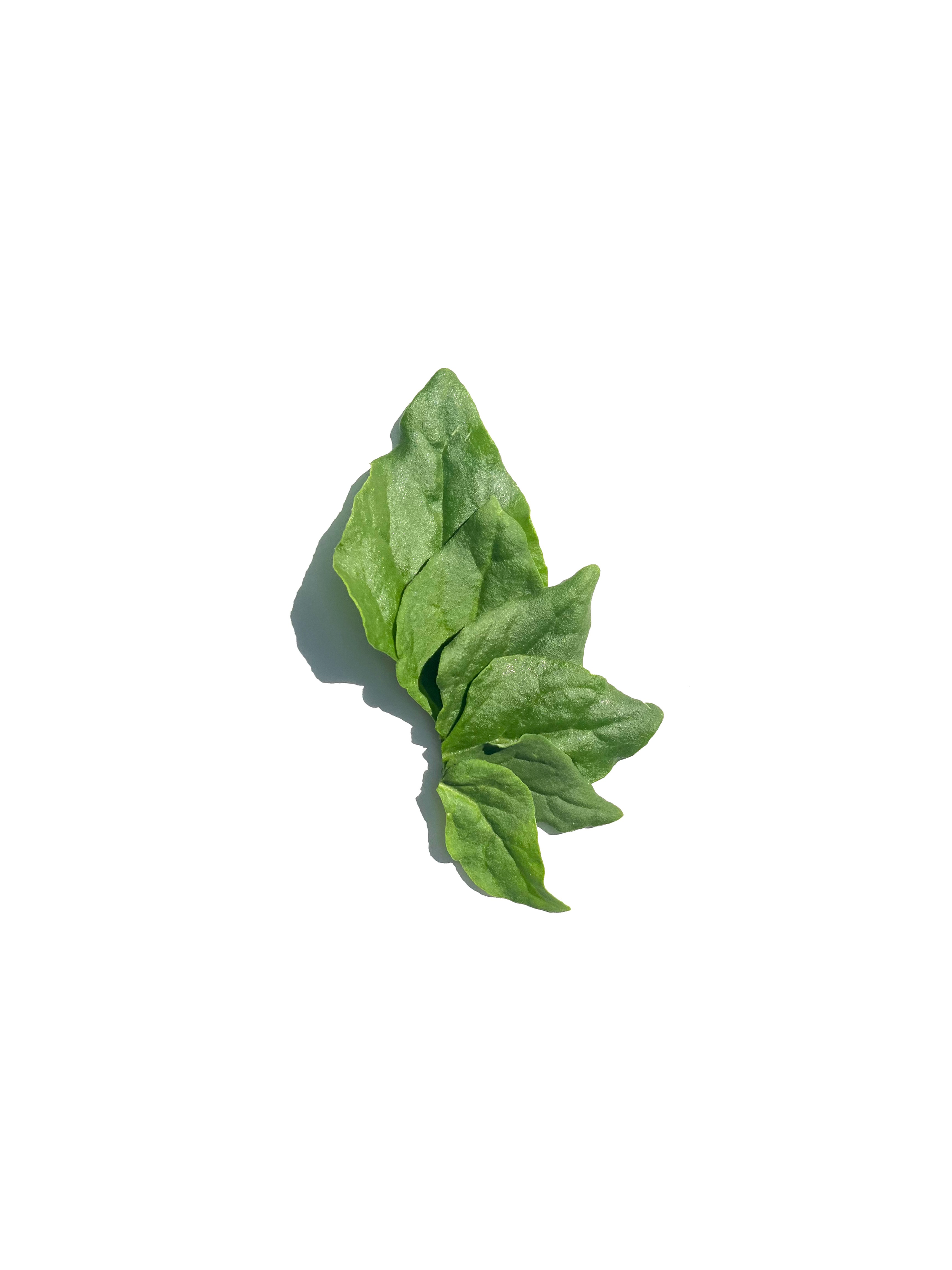 New Zealand spinach no.3