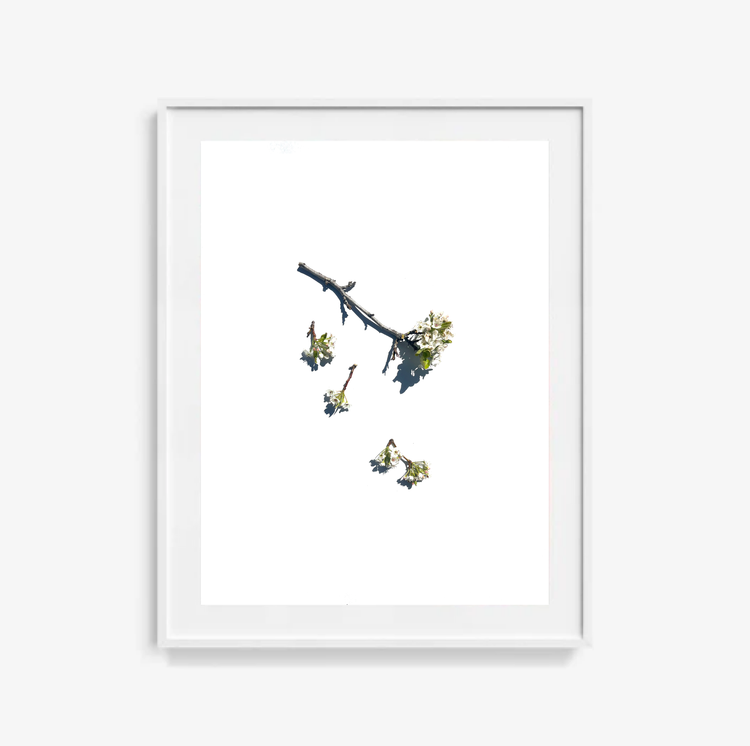 Pear Blossom No.2 / Art Print