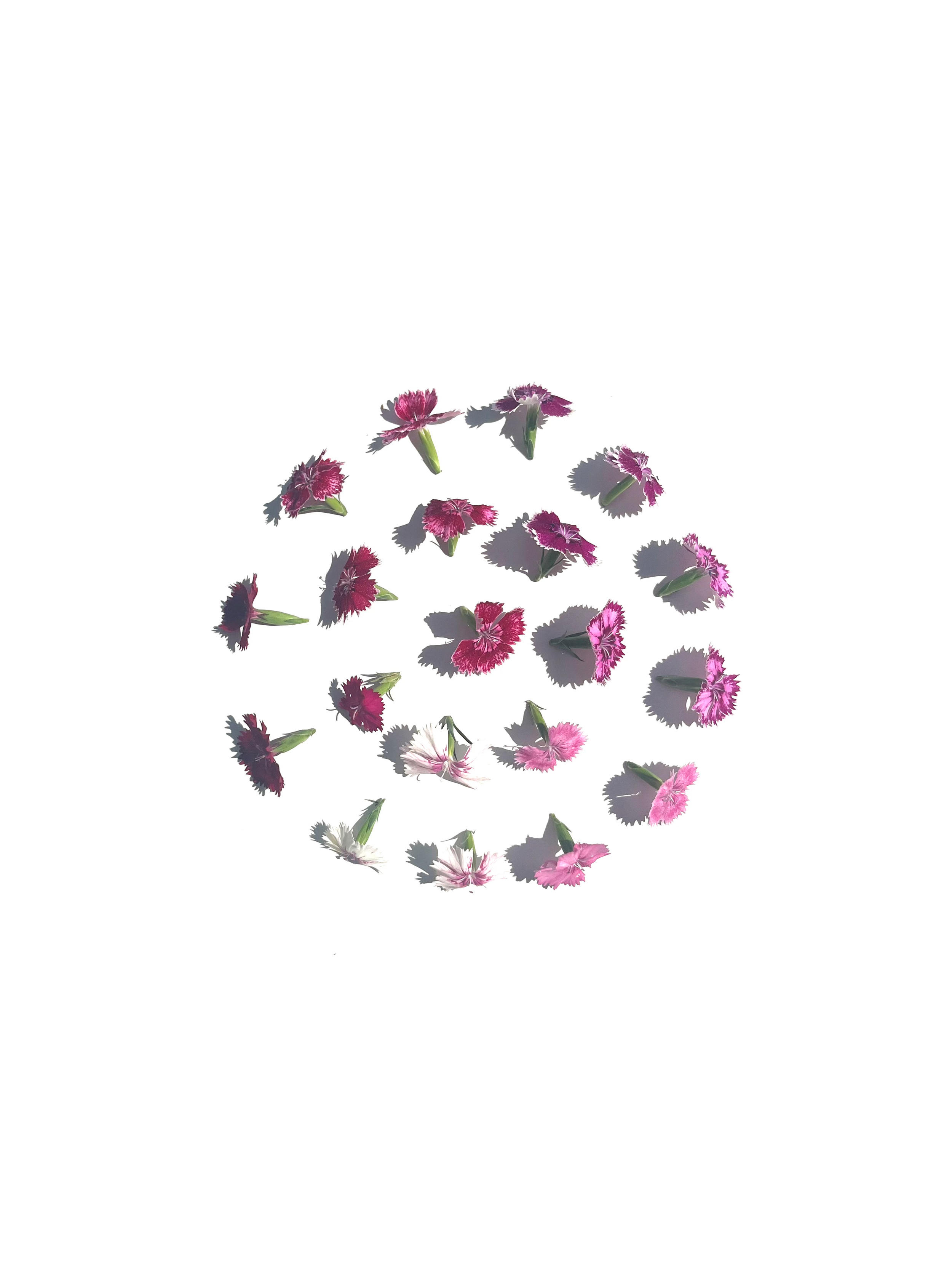 dianthus no.2
