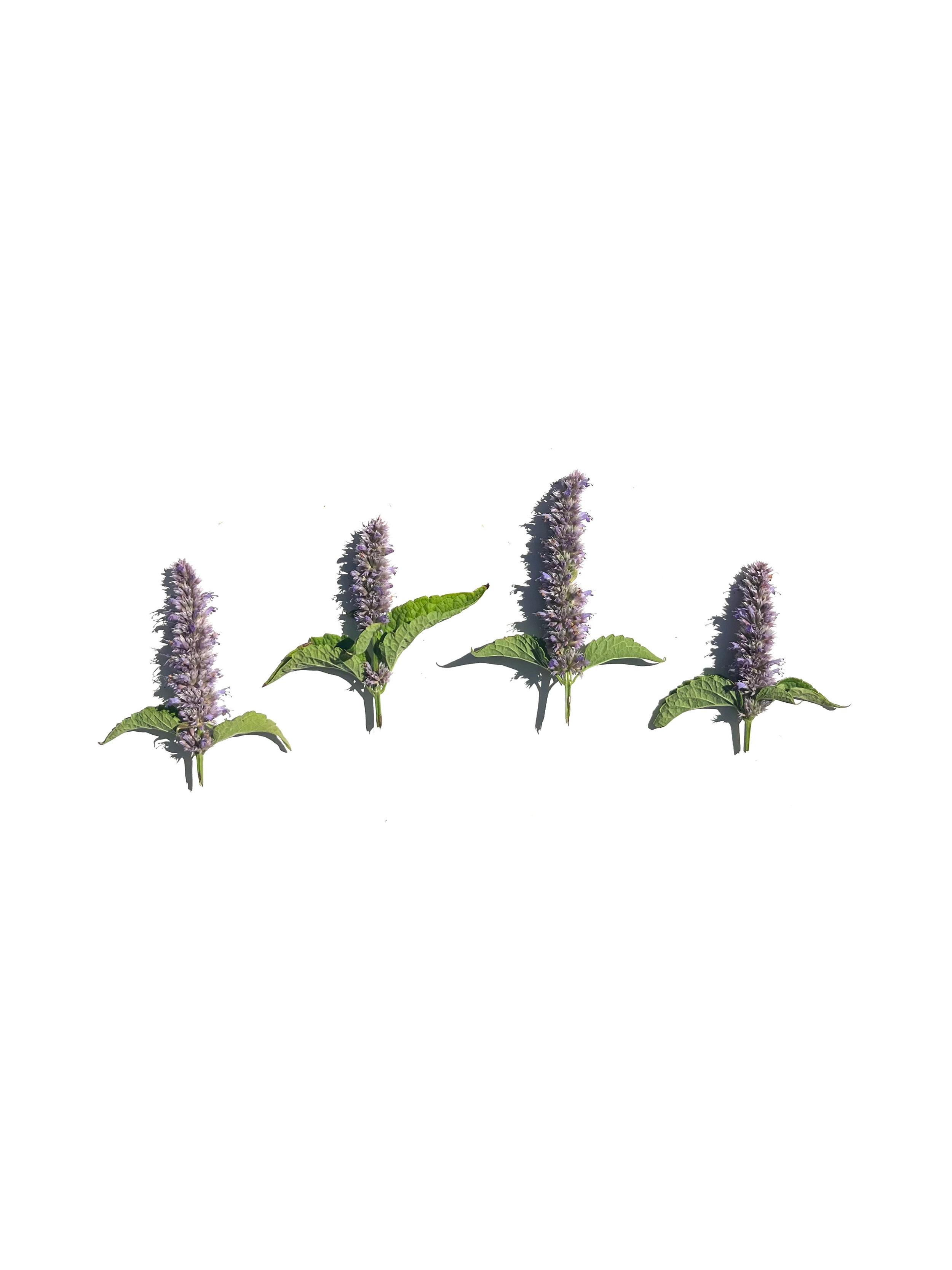 anise hyssop no.1