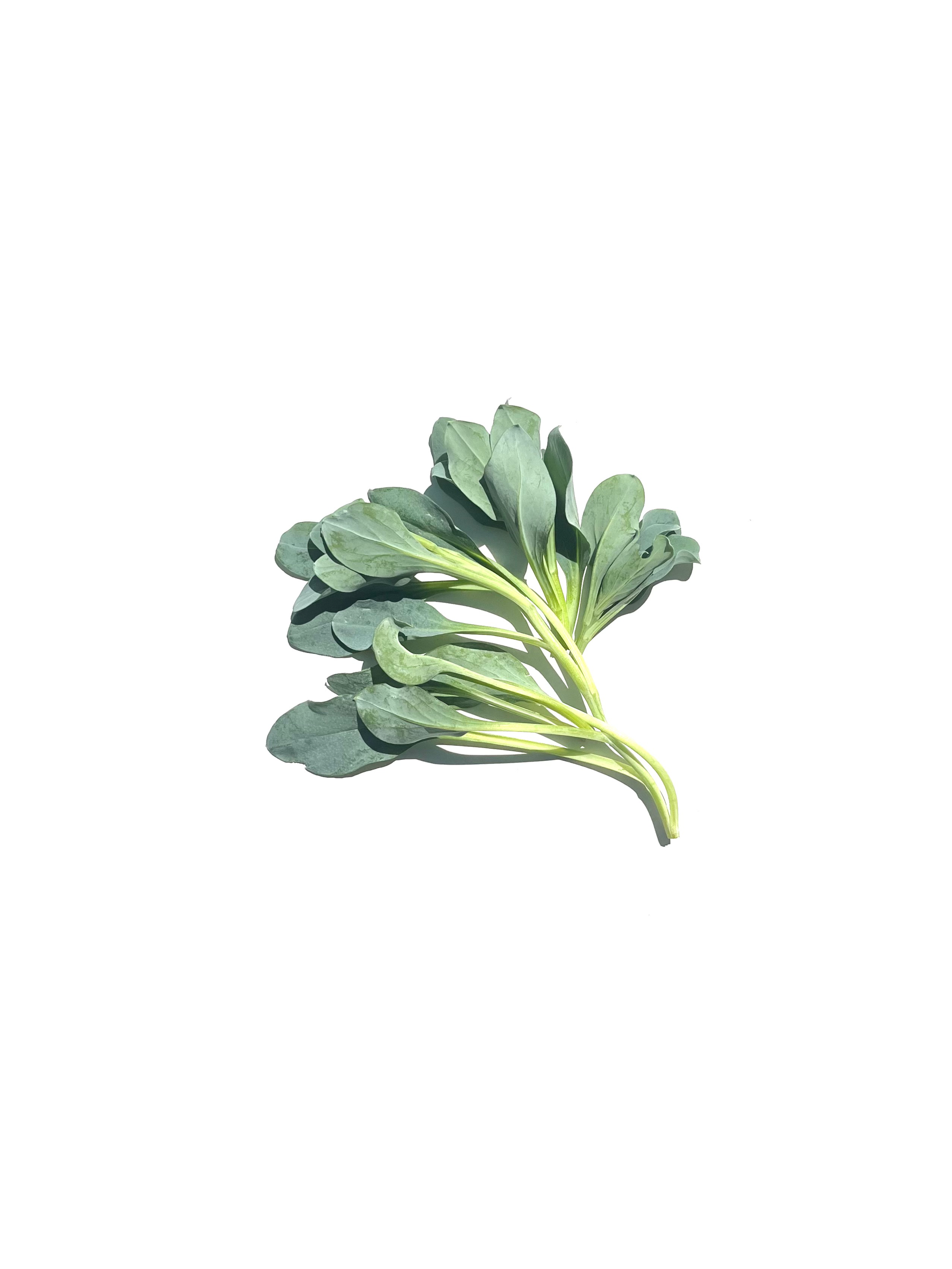 oyster leaf no.1