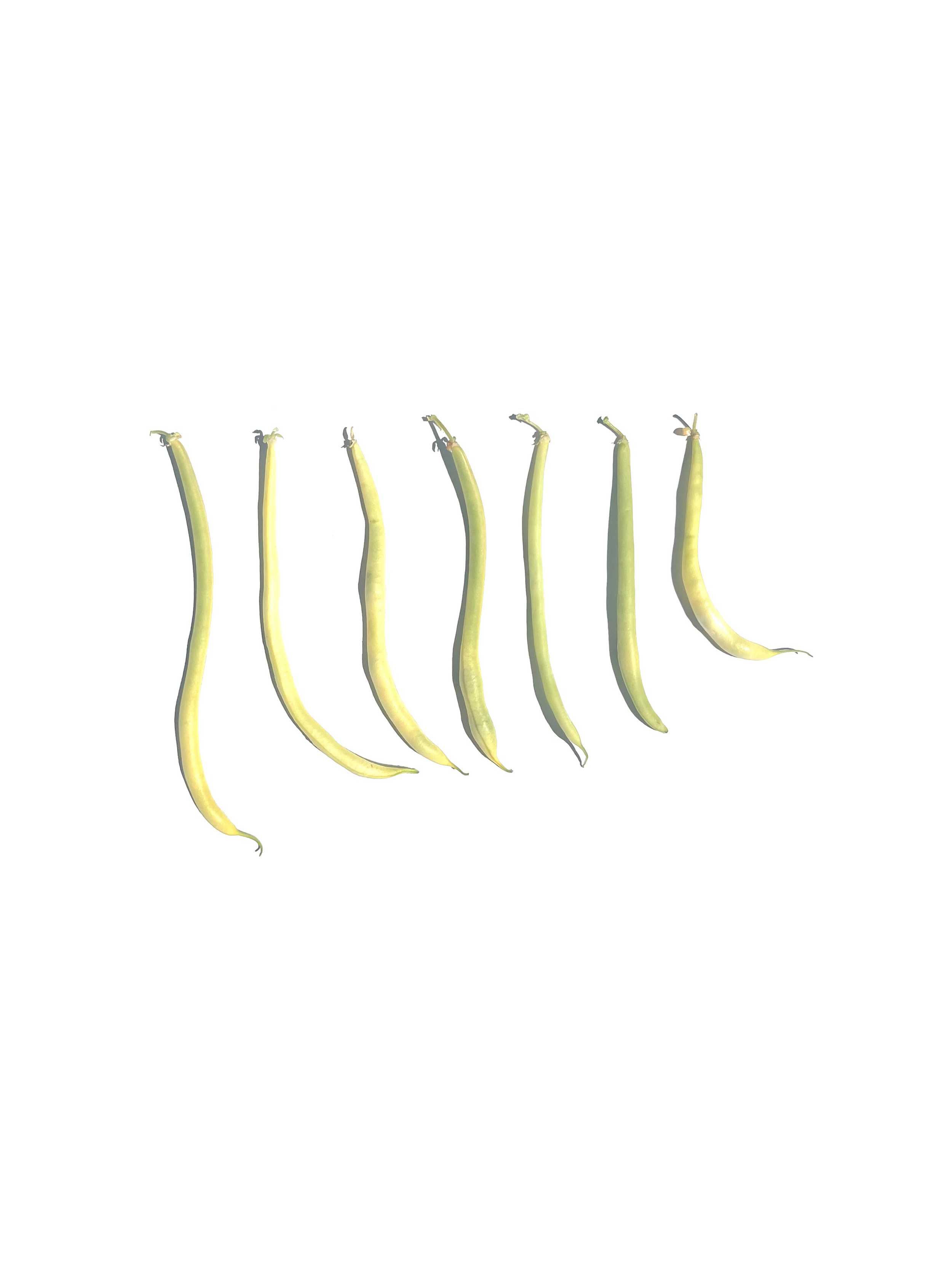 yellow pole bean no.2