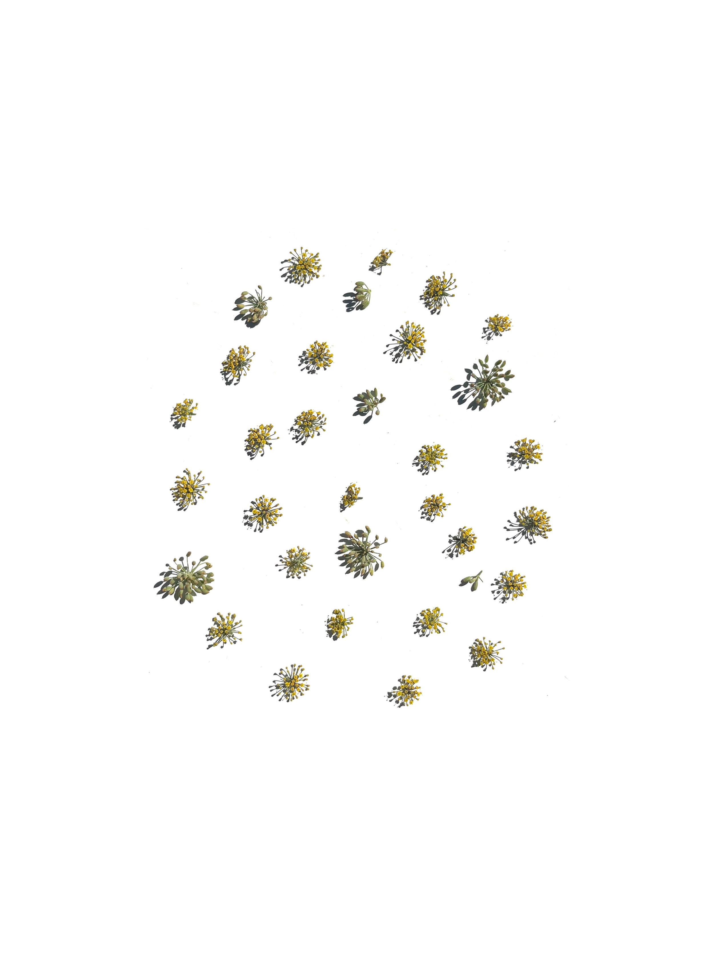 fennel flower no.3