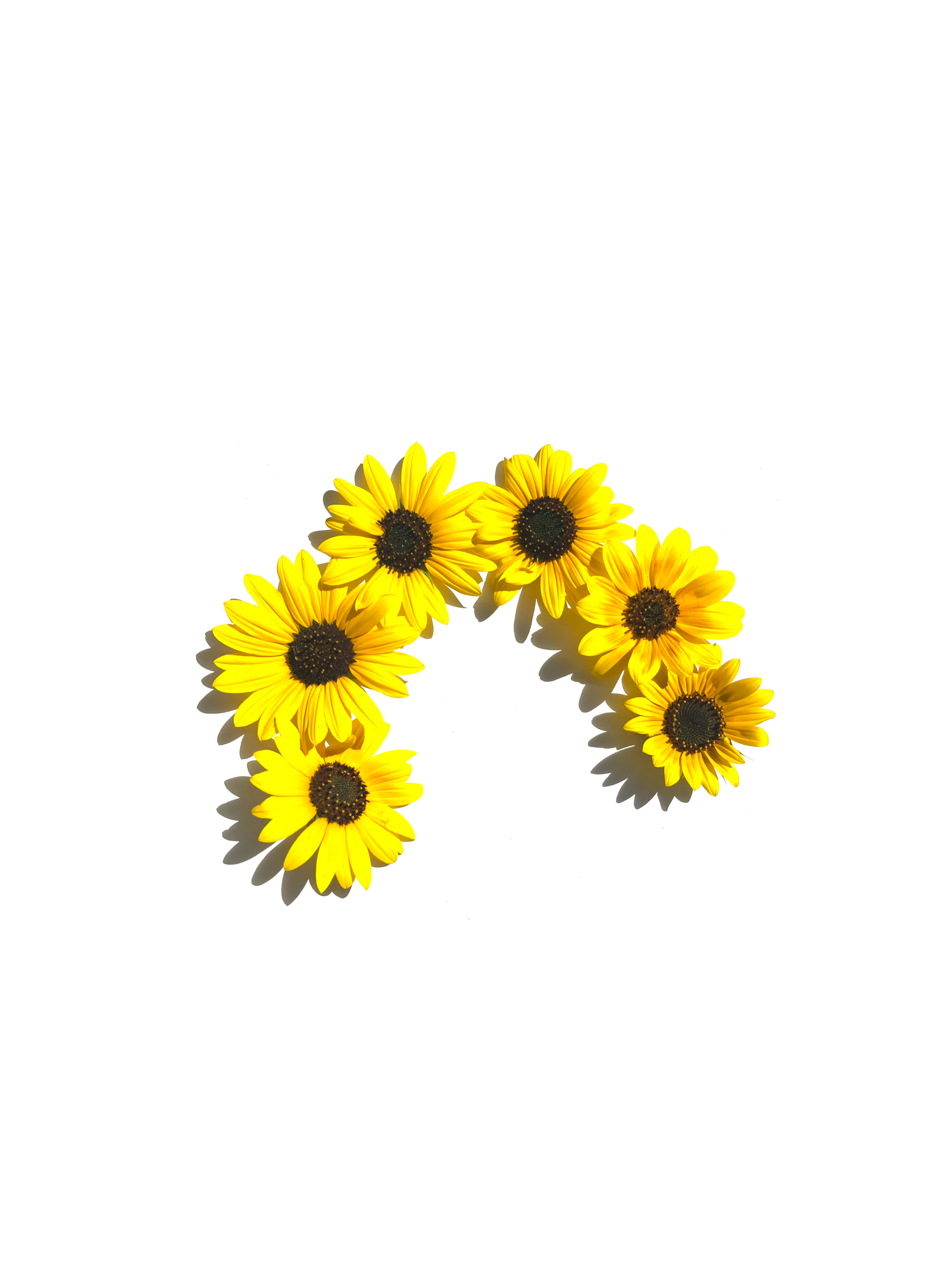 sunflower no.2