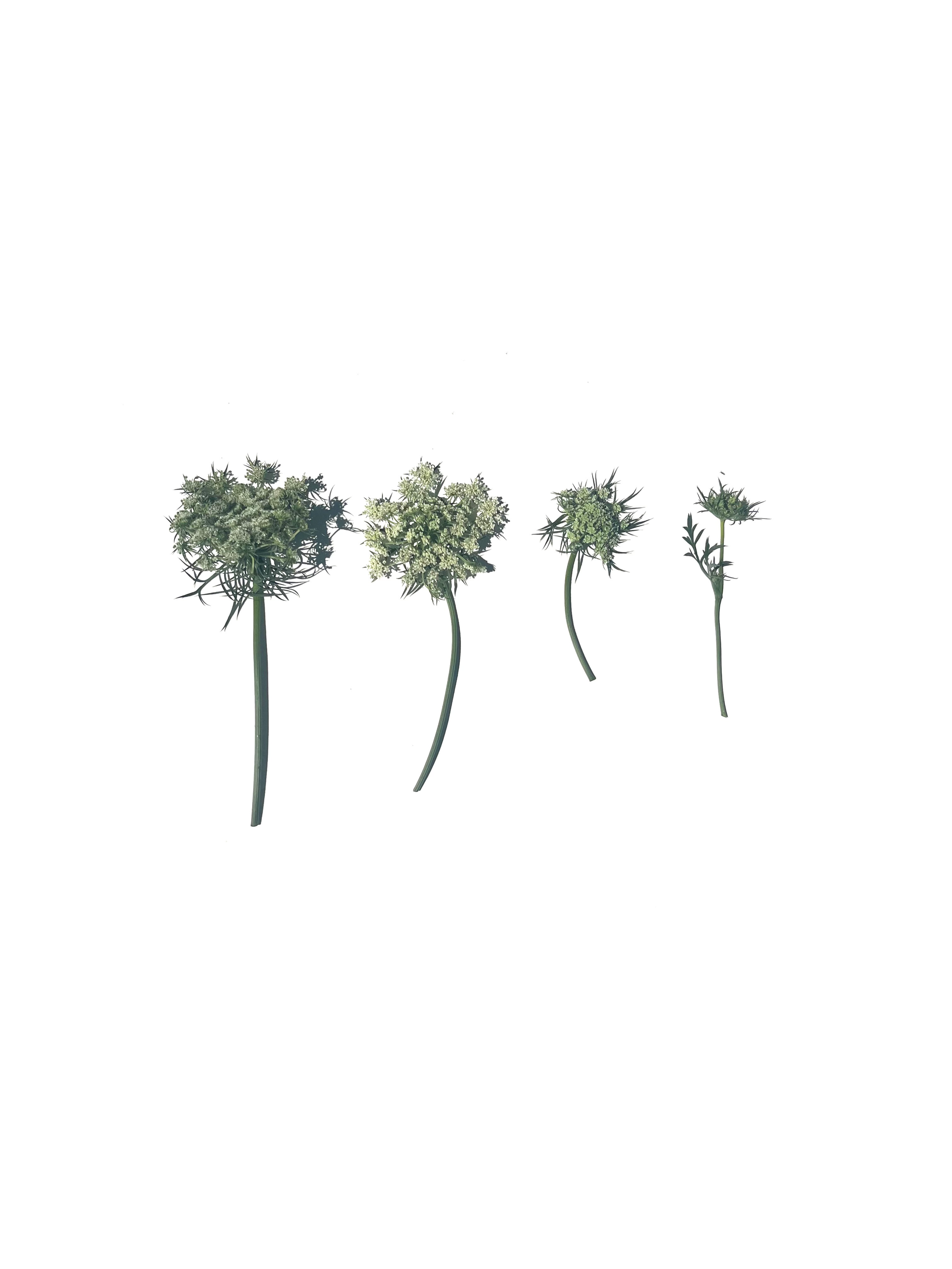 carrot flower no.2