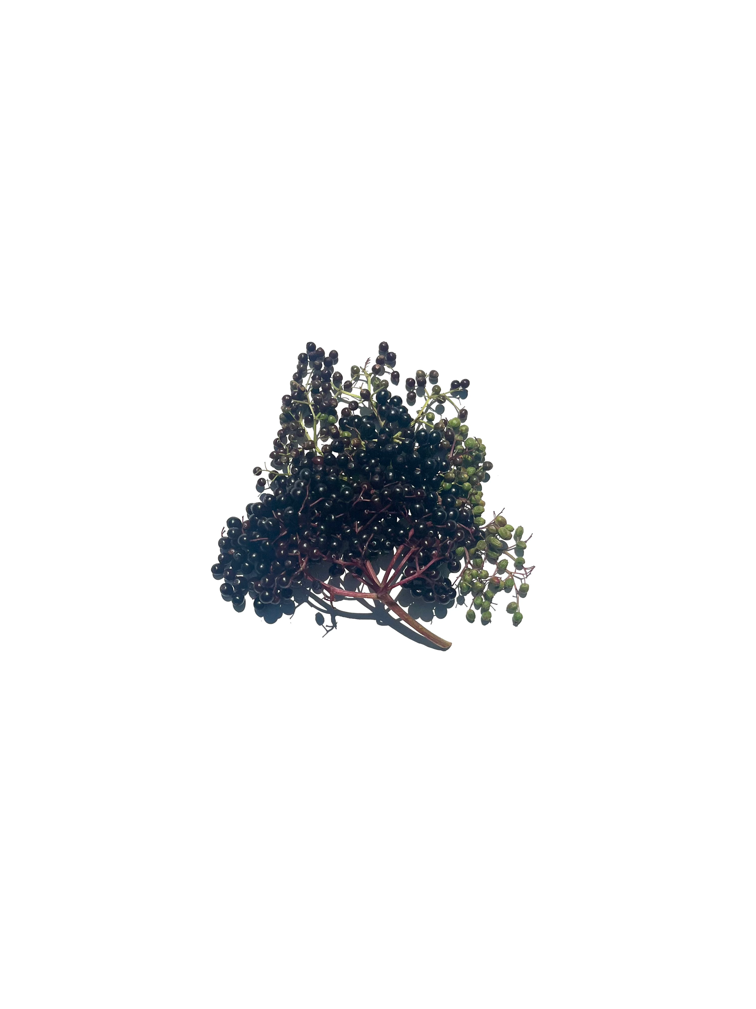 elderberry no.3