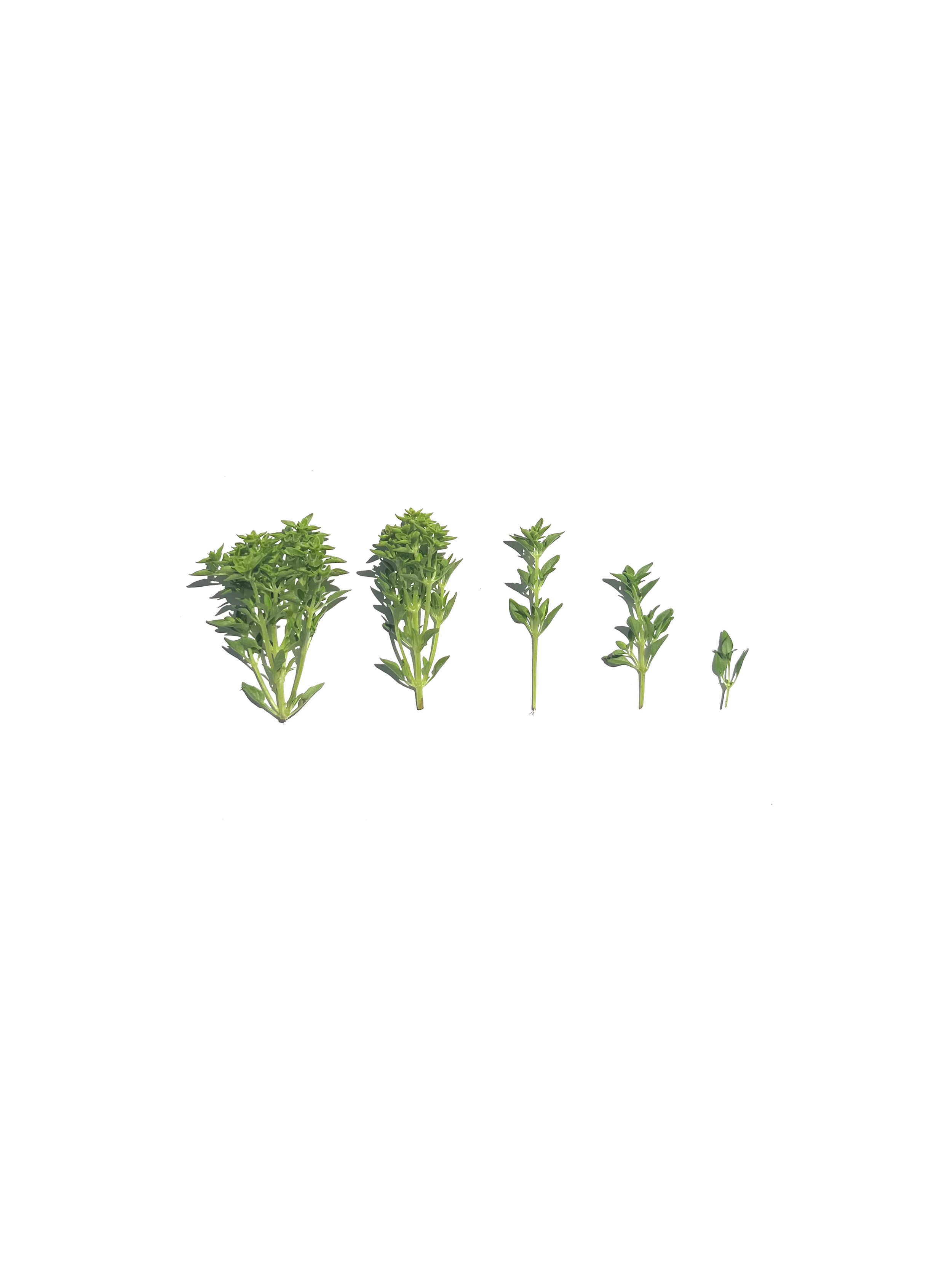 Greek basil no.2