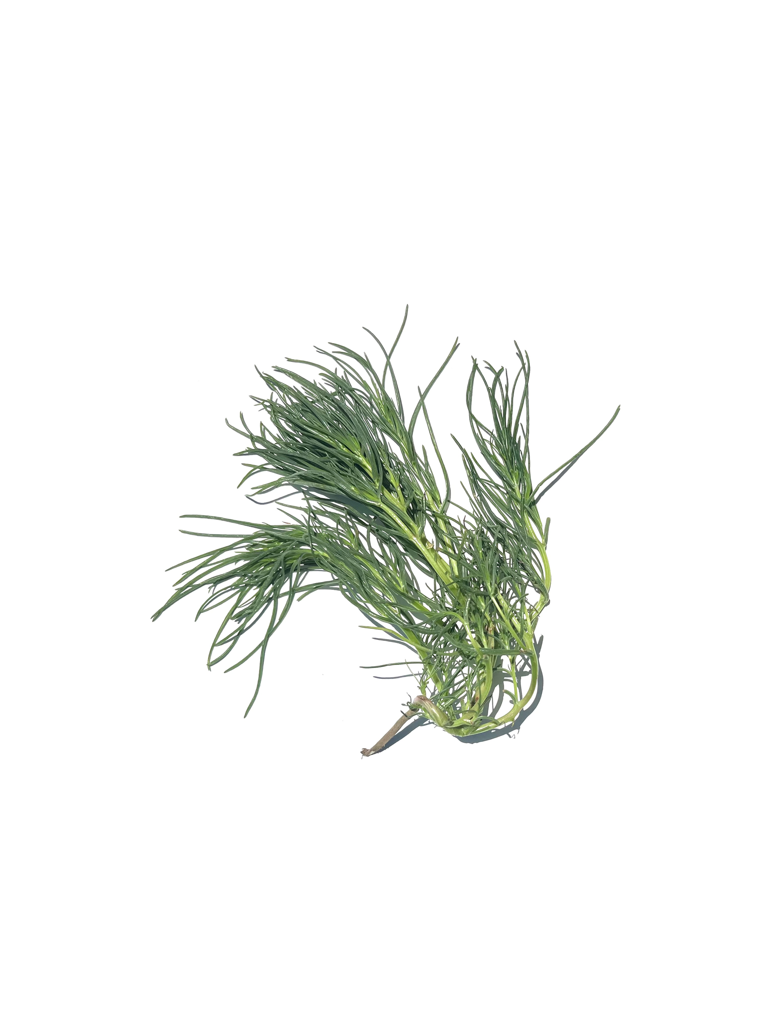 agretti no.2