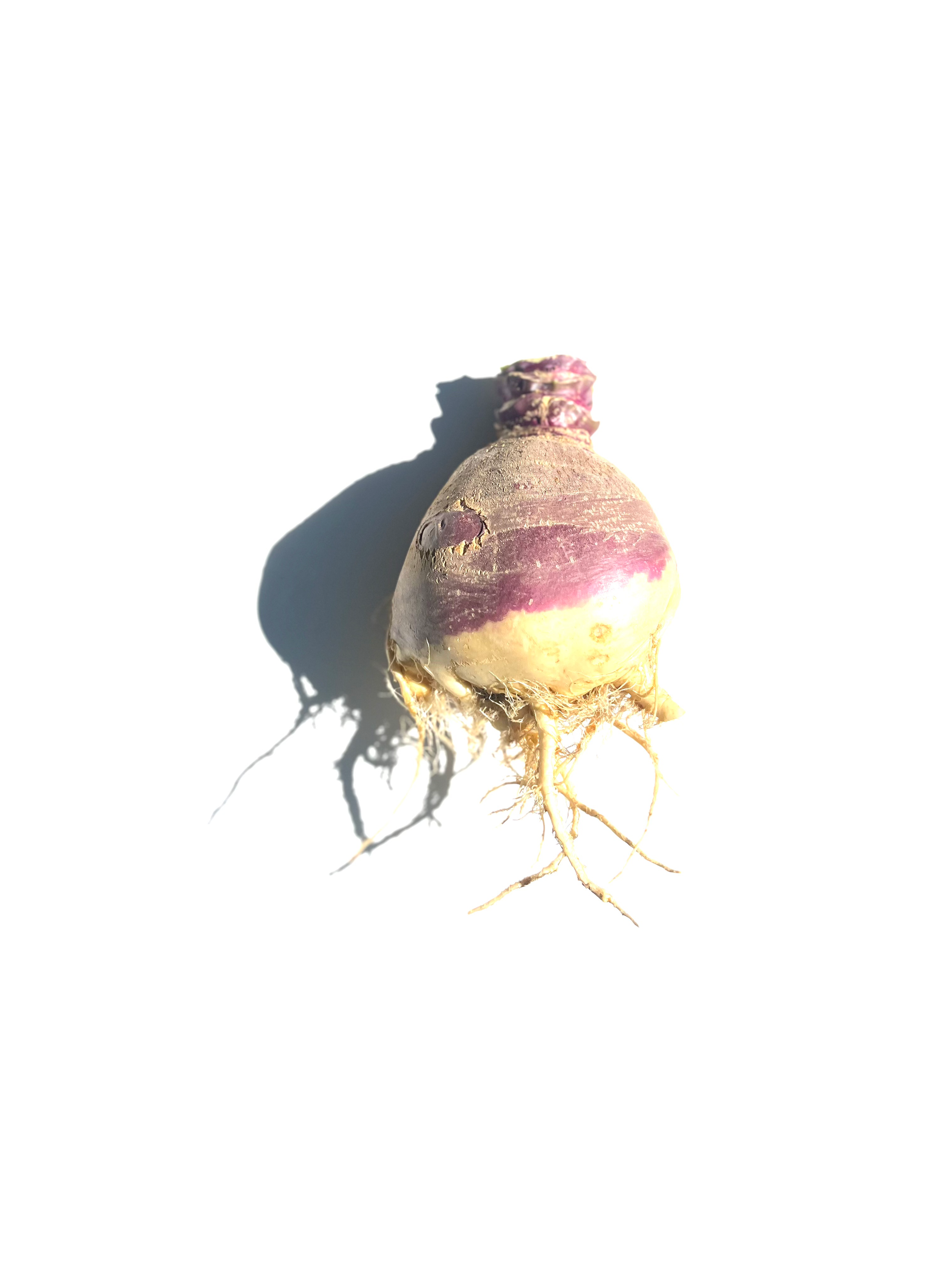 rutabaga no.1