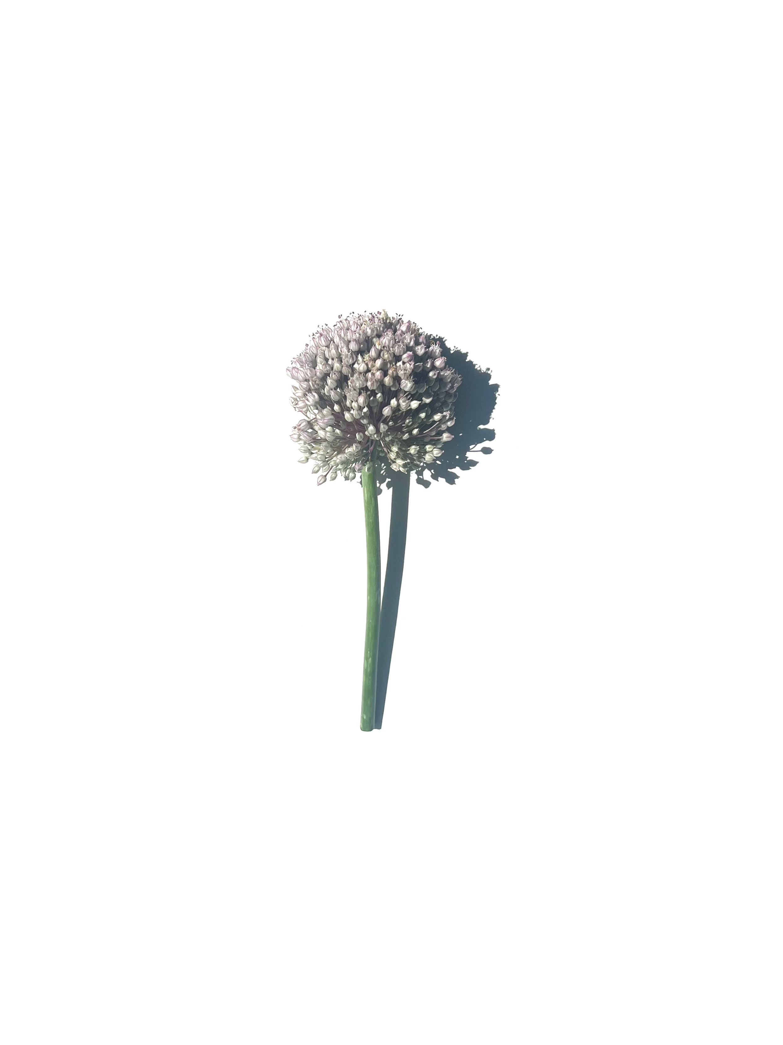 leek flower no.1